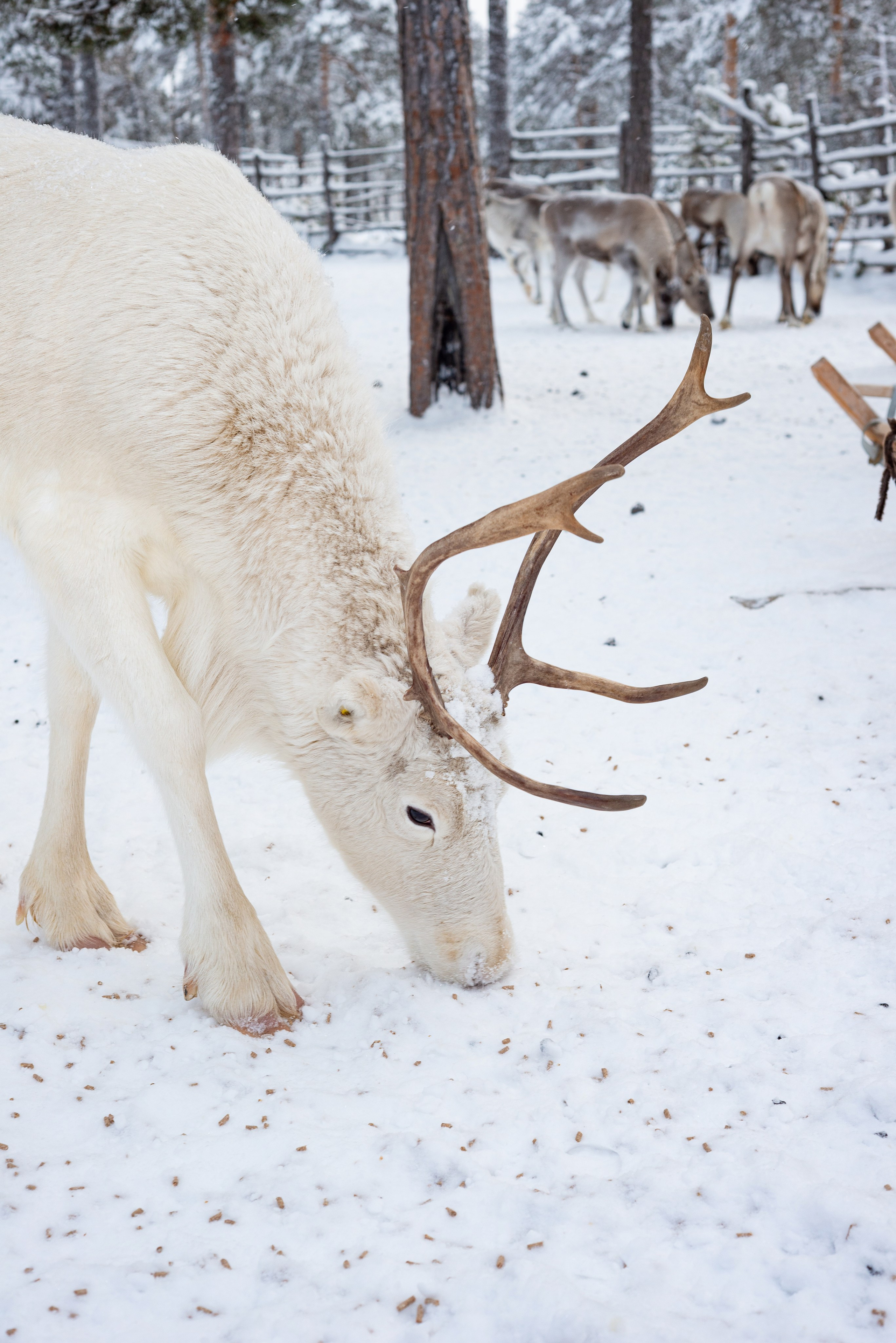 Северные Олени. Фотография — это миг, который фиксирует вечность