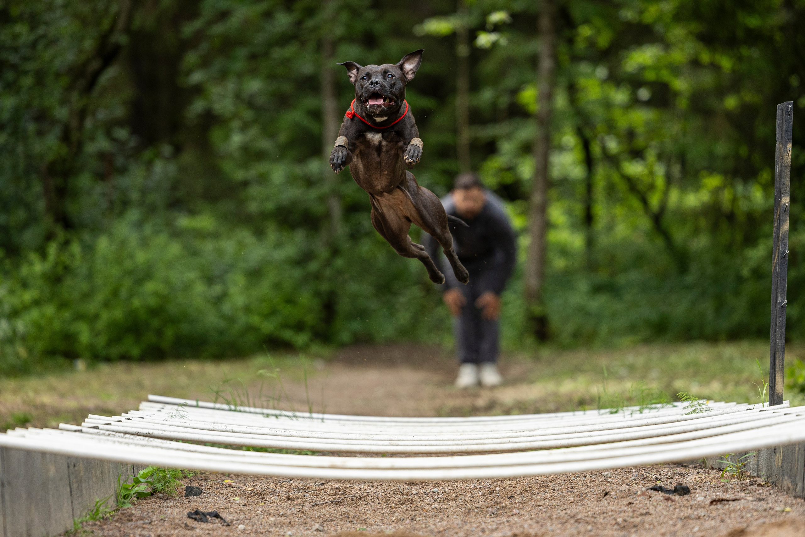 Пит-стафф многоборье. Фотограф-анималист Анна Маринич