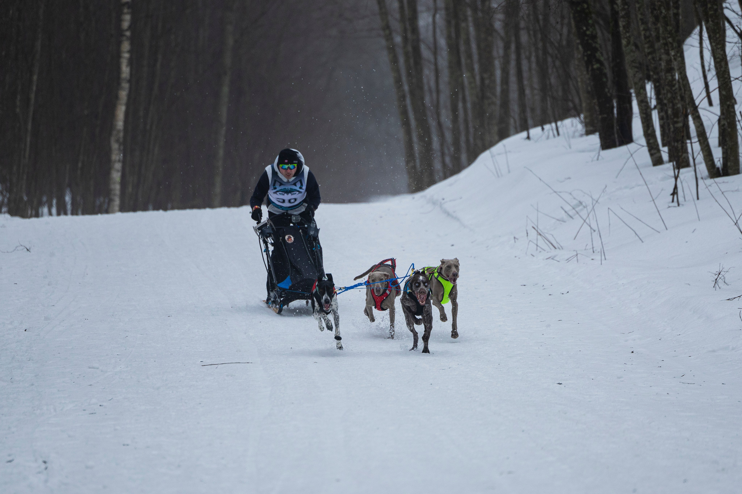 Зимний Чемпионат Санкт-Петербурга по ездовому спорту. Фотограф-анималист Анна Маринич