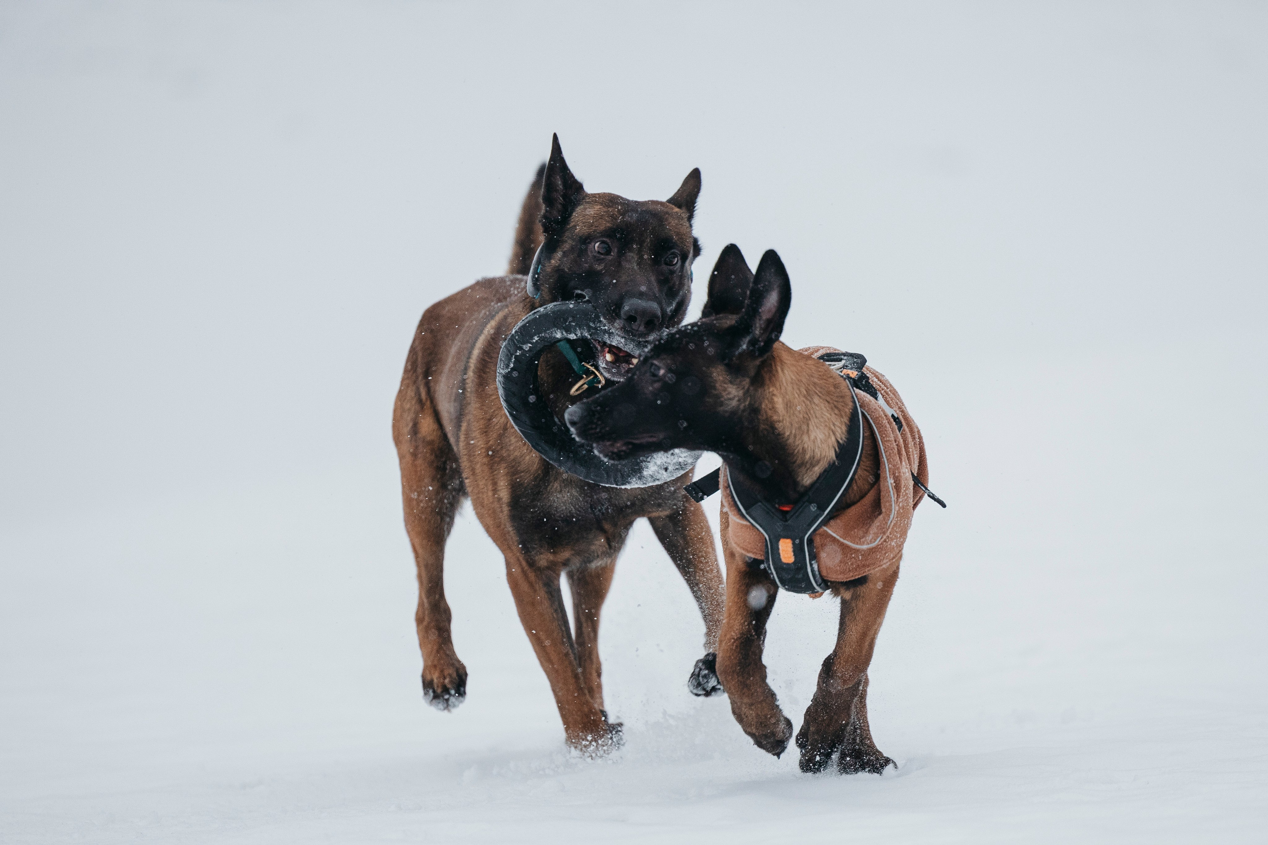 Карьер. Фотограф-анималист Анна Маринич