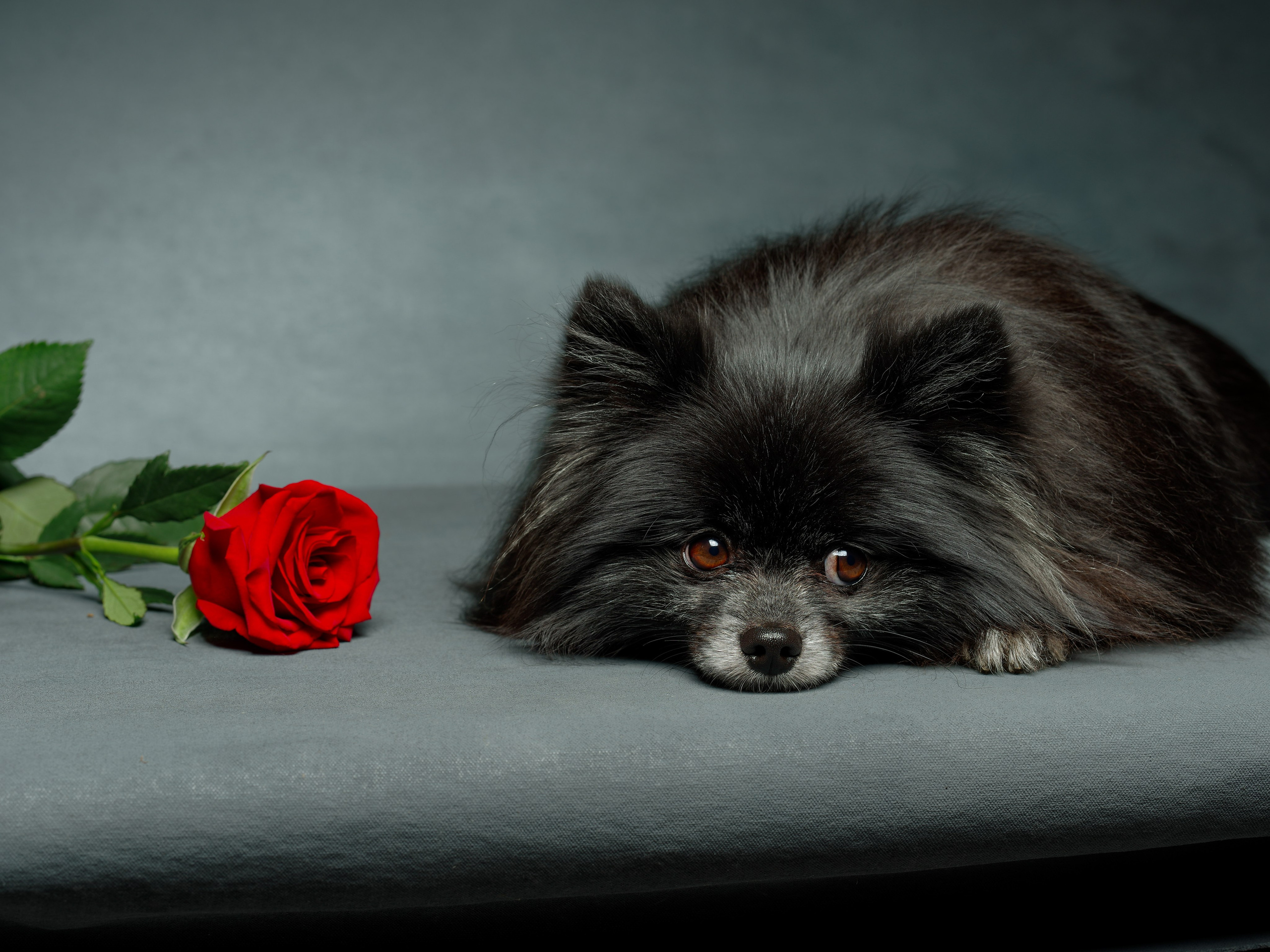 Съёмка домашних питомцев. Фото & Видео студия XIMIYA