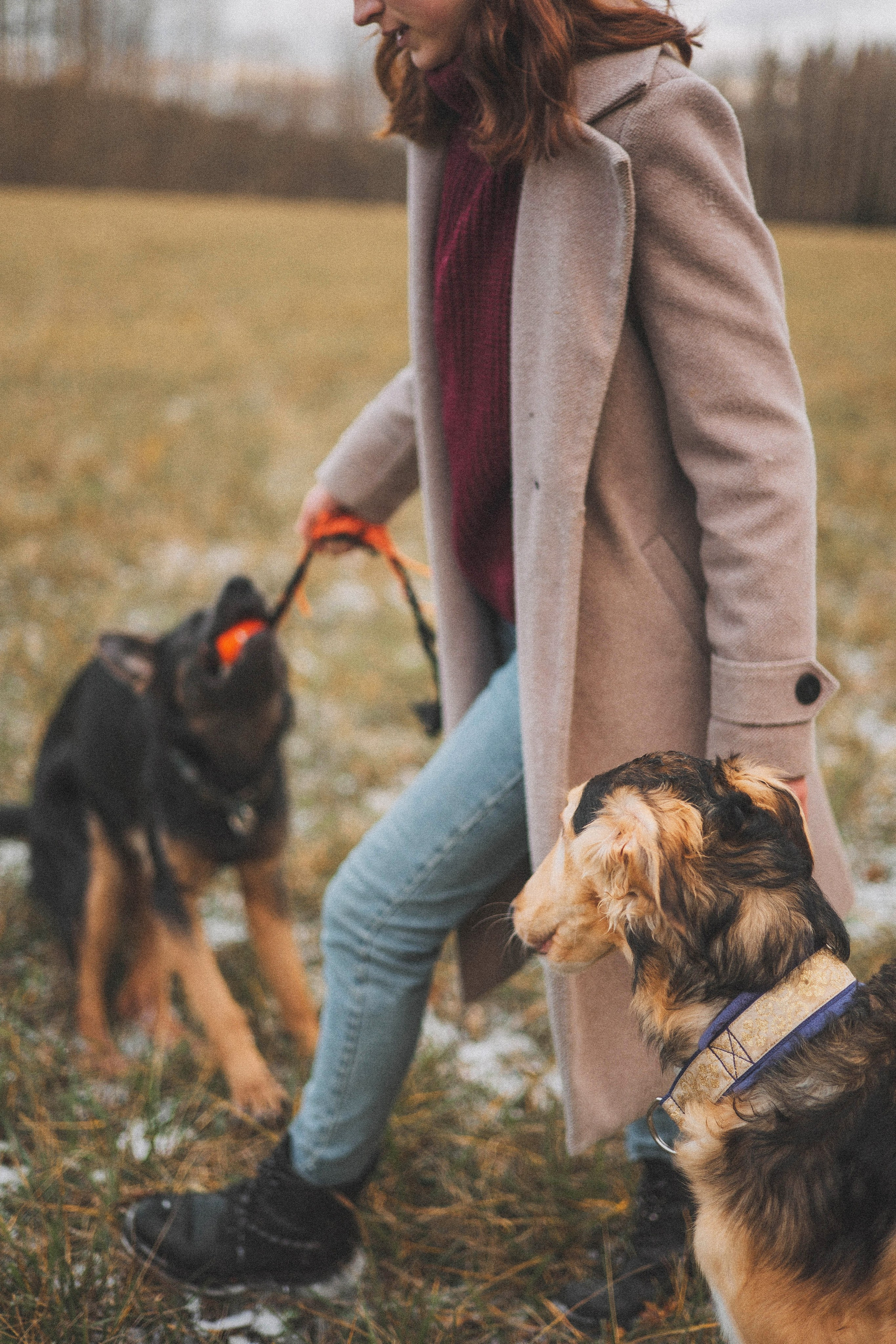 Алена, Леви и Микаса. Фотограф-анималист Богданова Полина