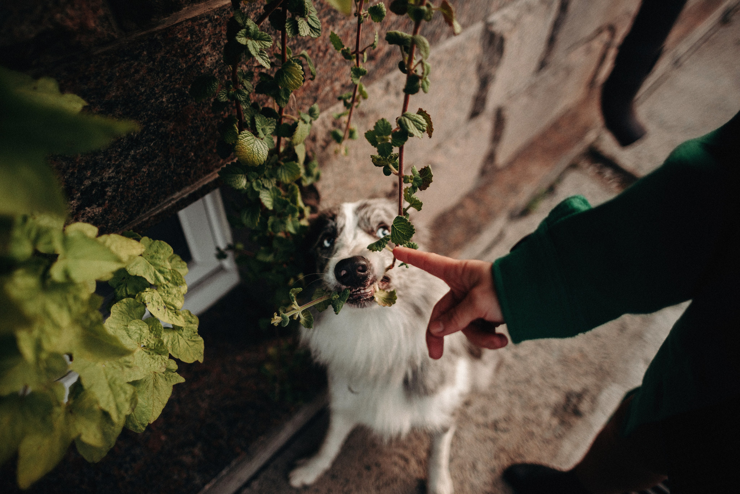 Диана и Робин. Фотограф-анималист Богданова Полина