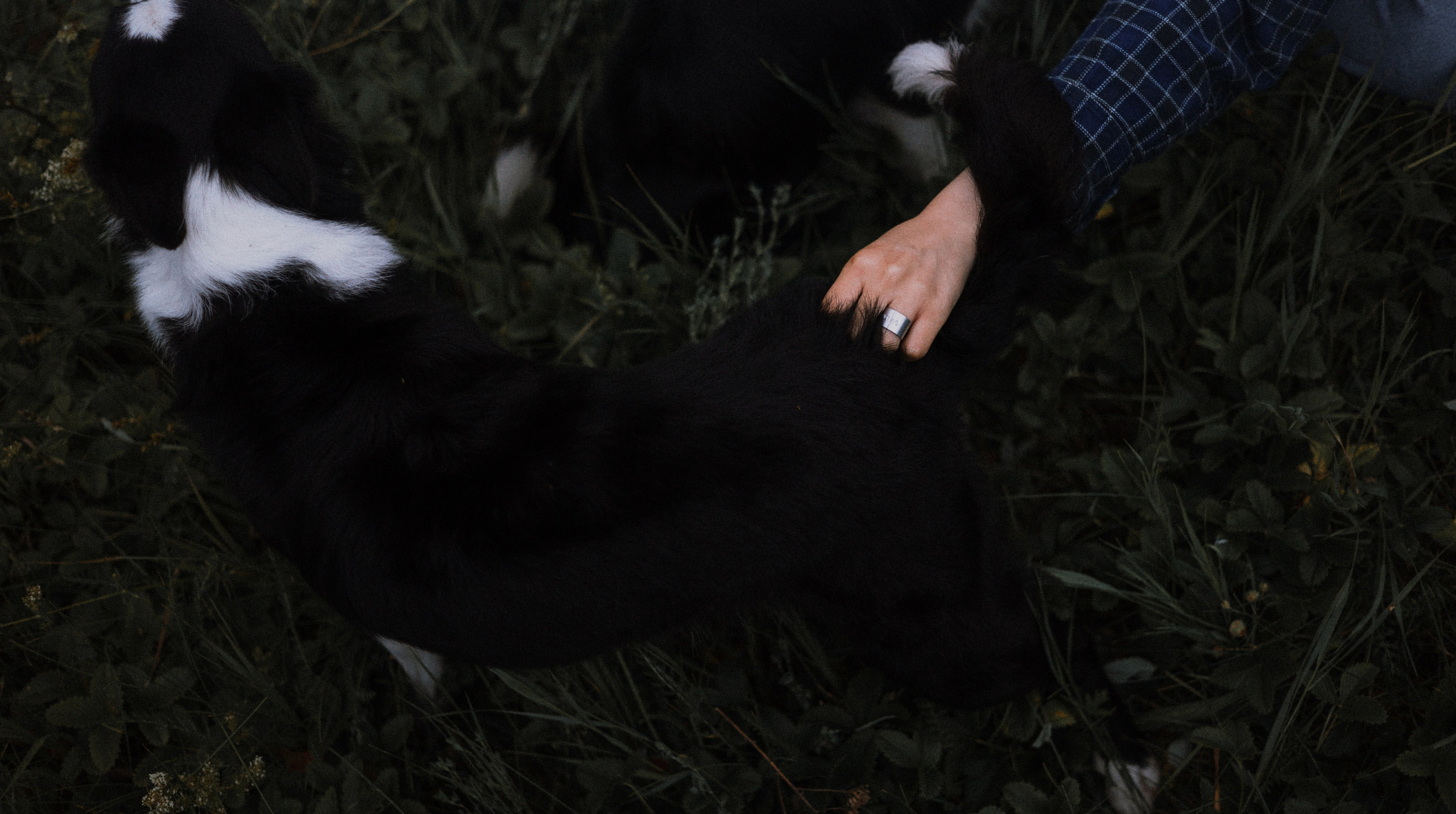 Аделя, Вандер, Шайна и Бая. Фотограф-анималист Богданова Полина