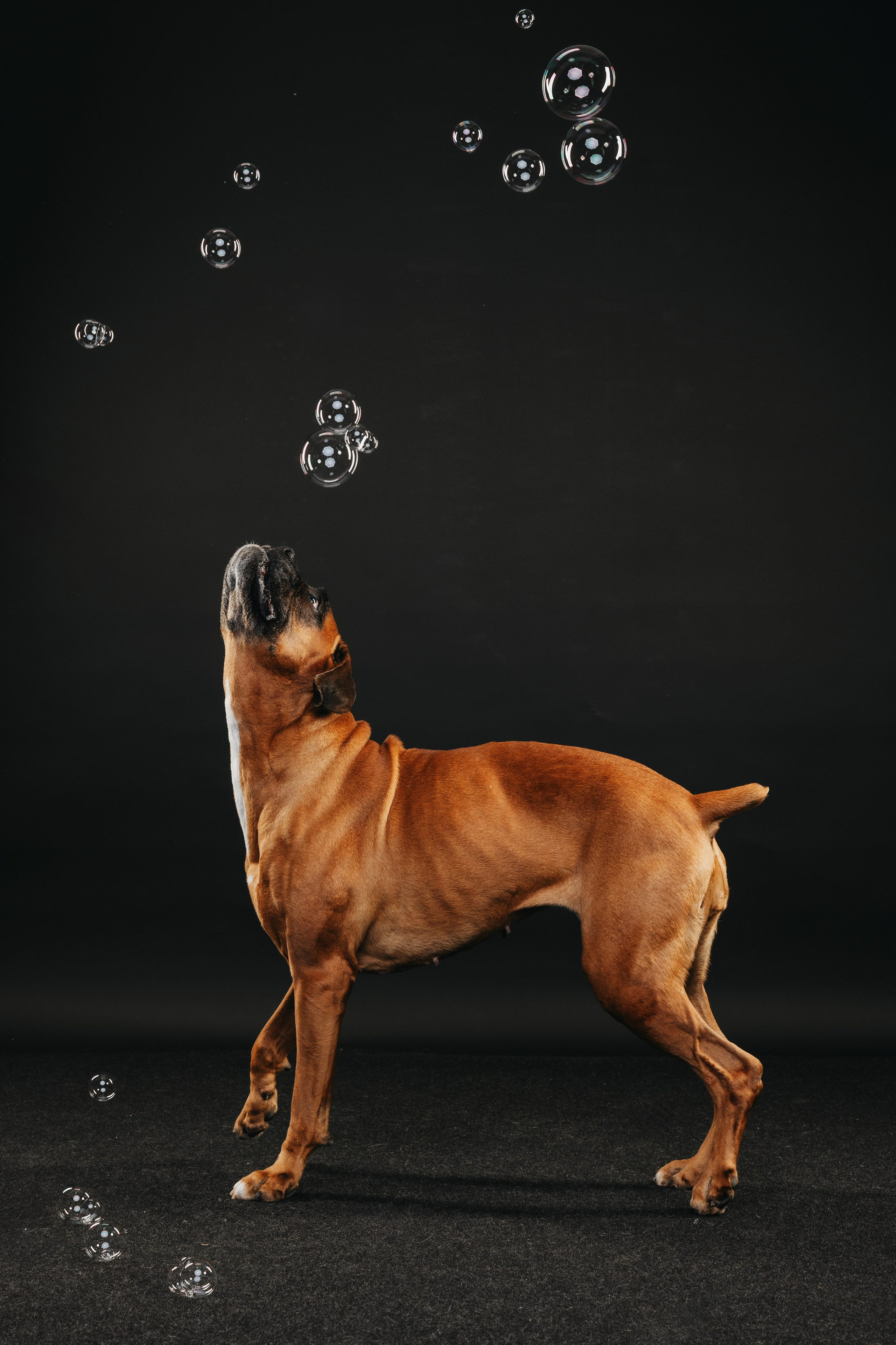 Боксер Челси. Фотограф анималист Осипчикова Мария