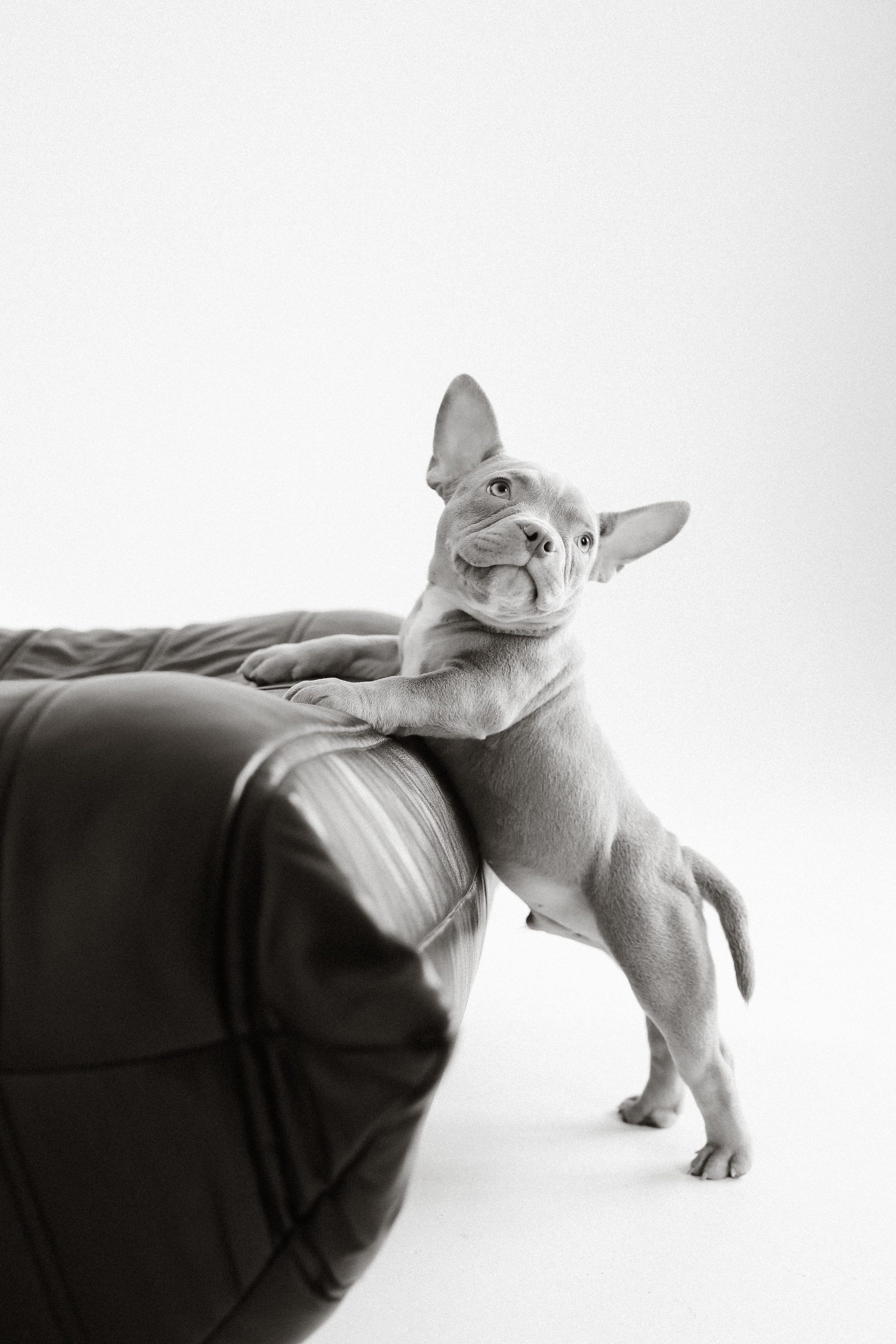 Семейная съемка с хвостиком. Фотограф Юлия Герасимова Иркутск