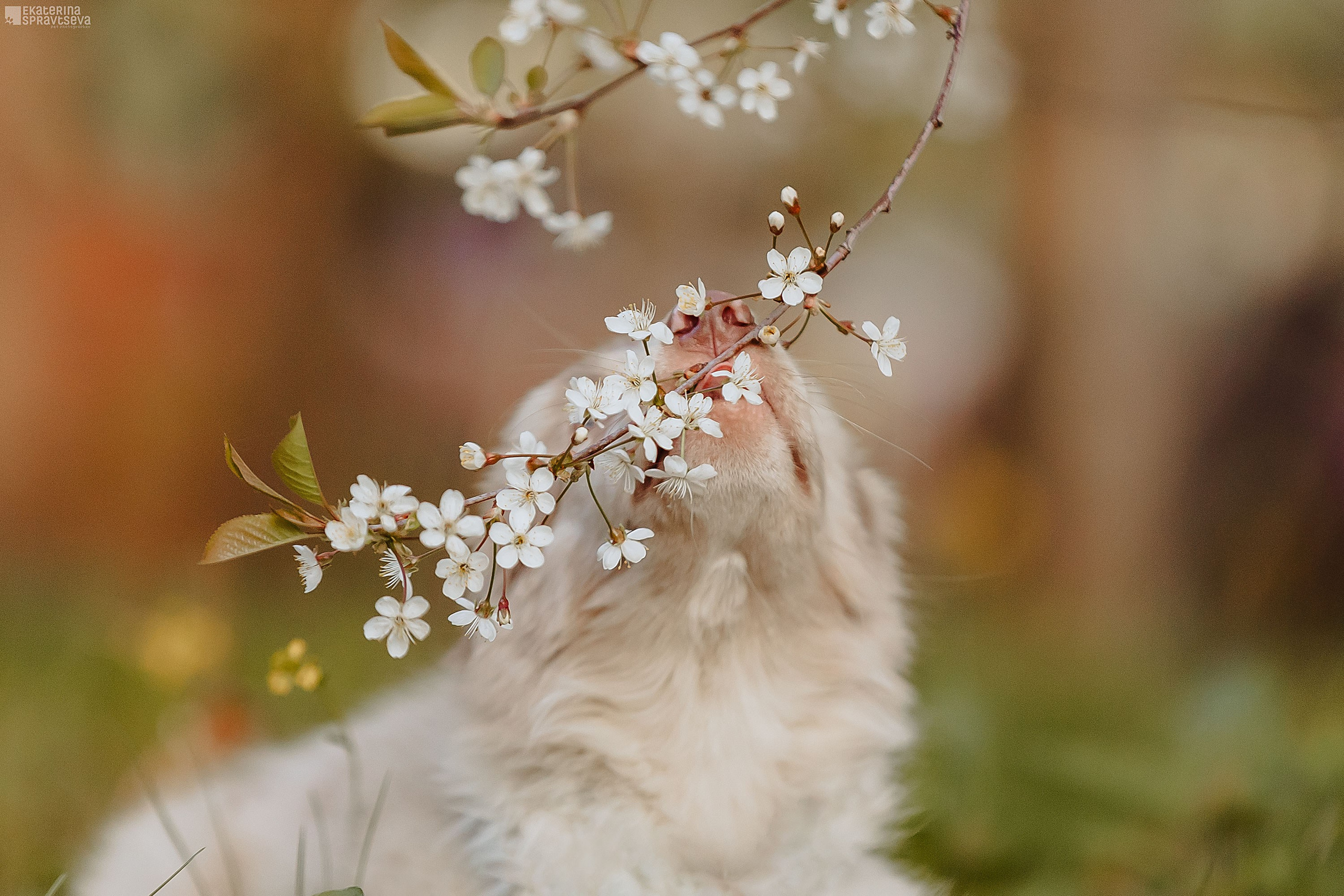 Мокси и Лиза. Фотограф Анималист Екатерина Справцева в Нижнем Новгороде