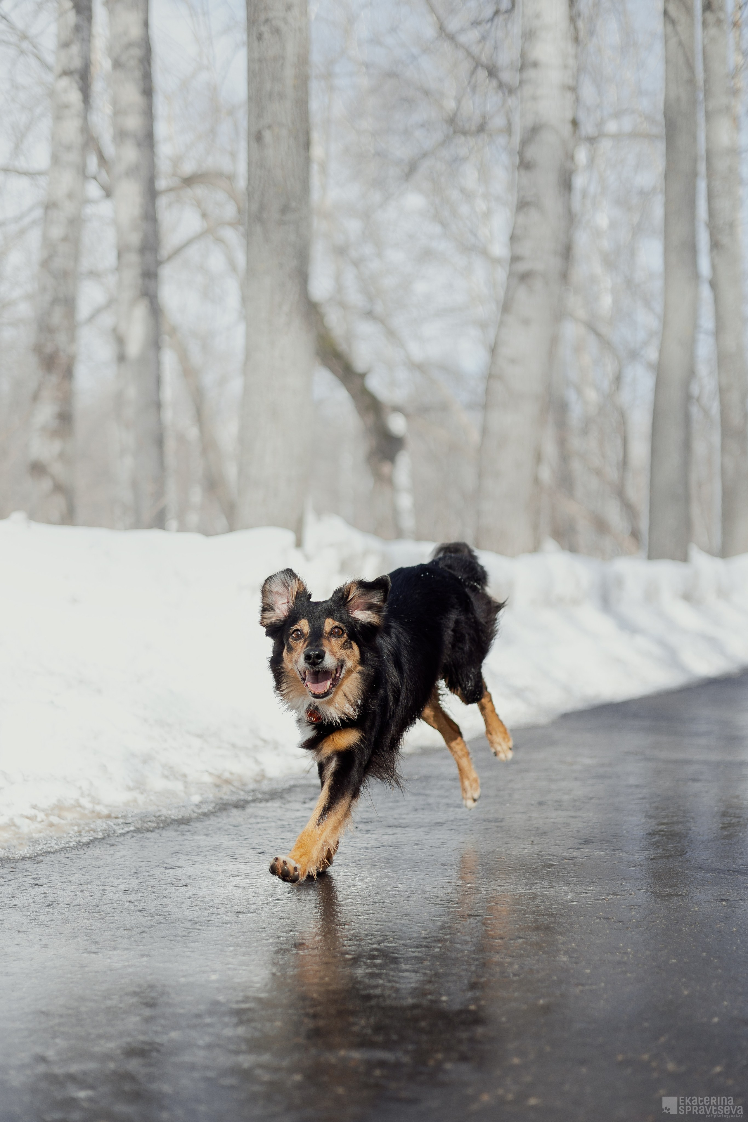 Алла и Кобра. Фотограф Анималист Екатерина Справцева в Нижнем Новгороде