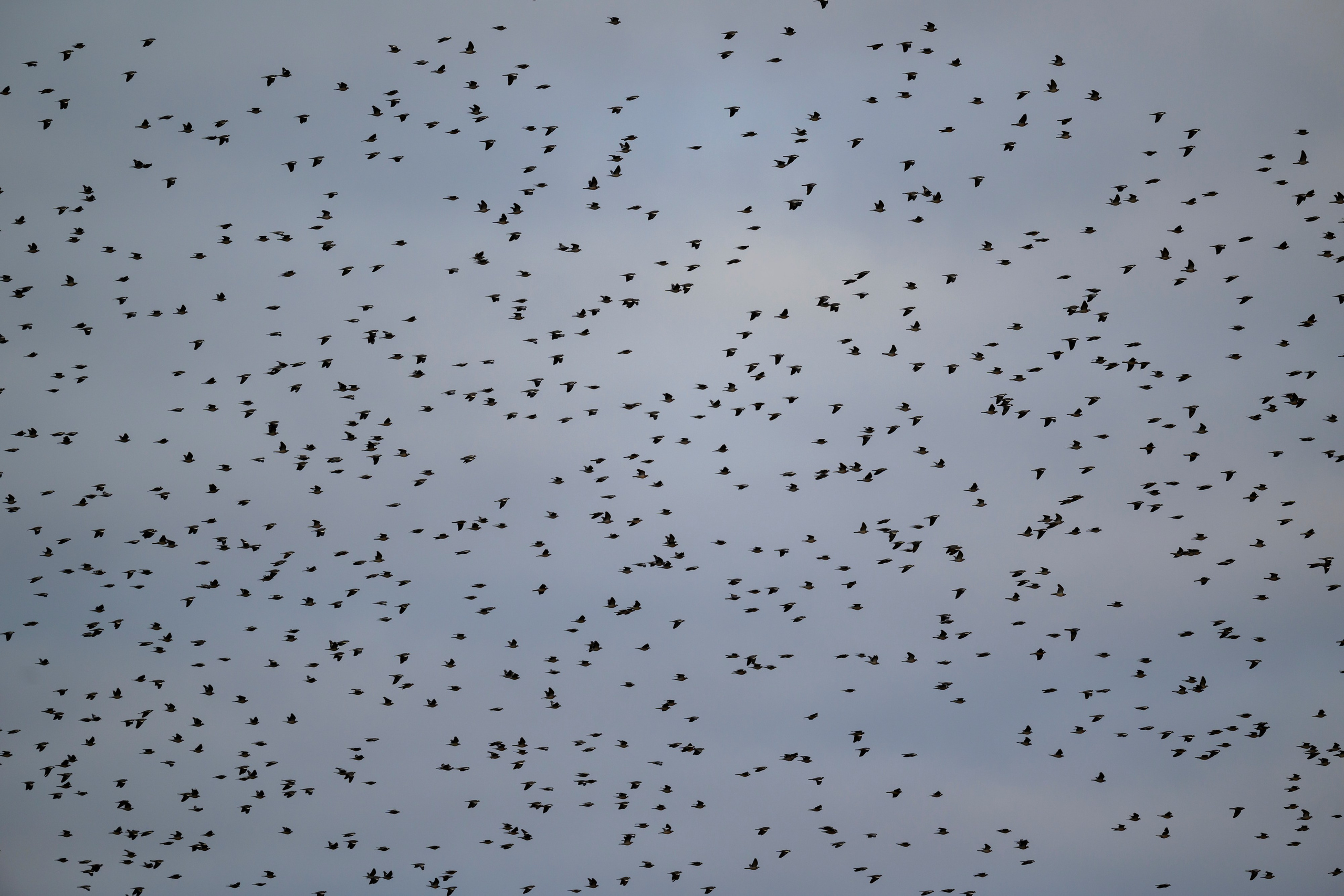 Вяхери. Фотограф Сергей Пупонин