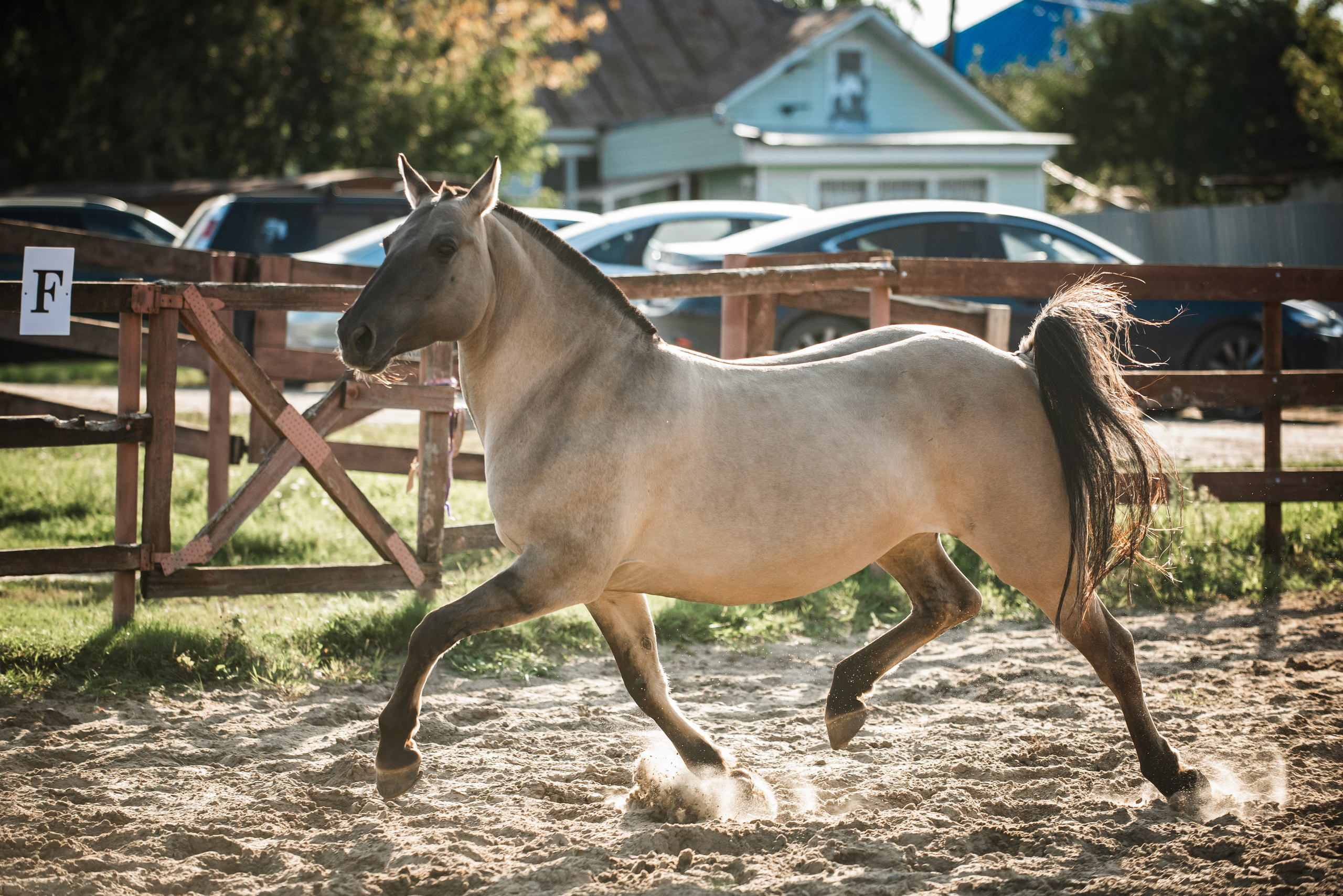 Катя SedlaMSK и Кася с Габи. Конный фотограф Куракина Дарья • Фотосессии с лошадьми