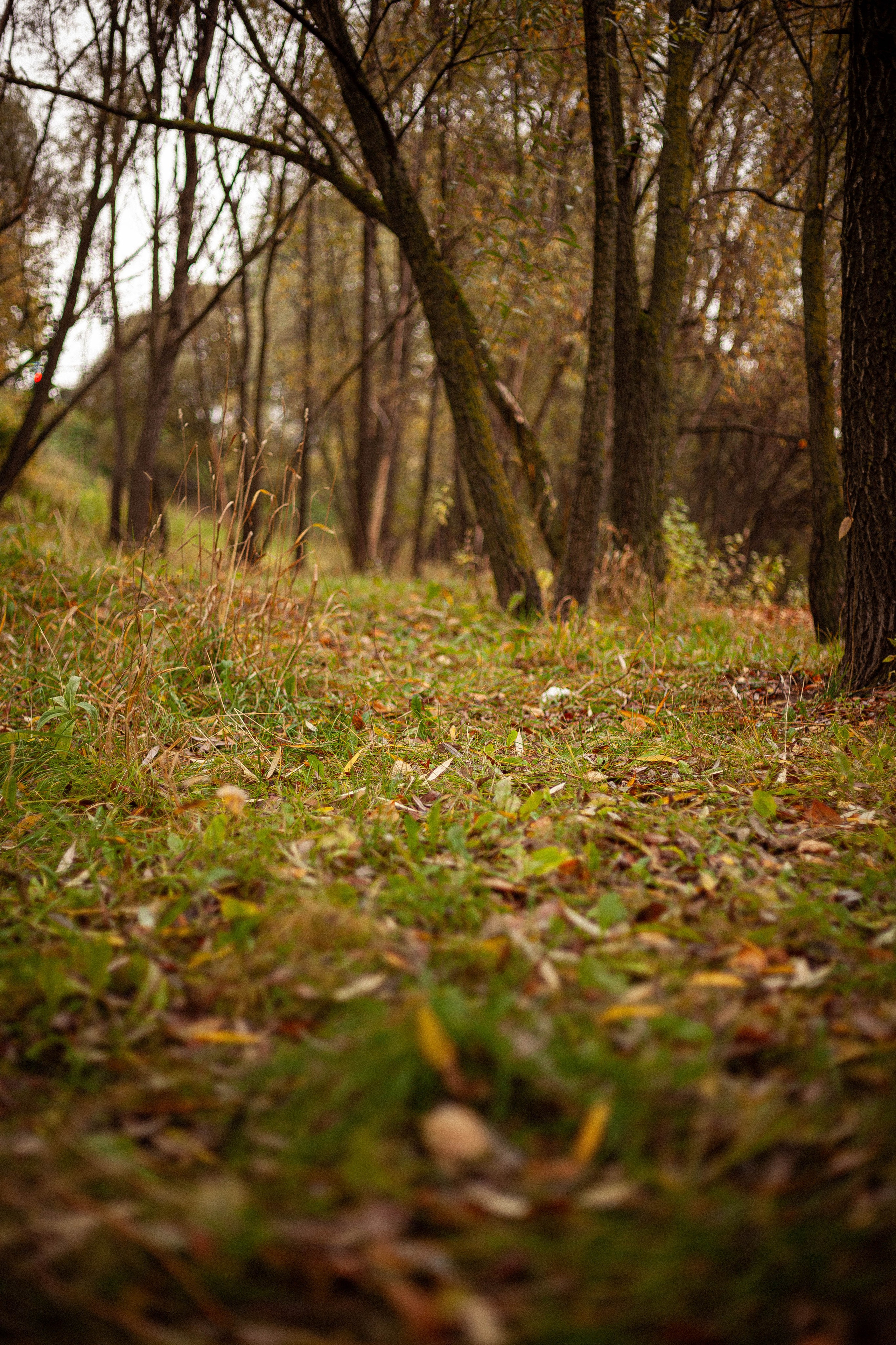 Осенняя серия. Фотограф в Москве. Екатерина Митина