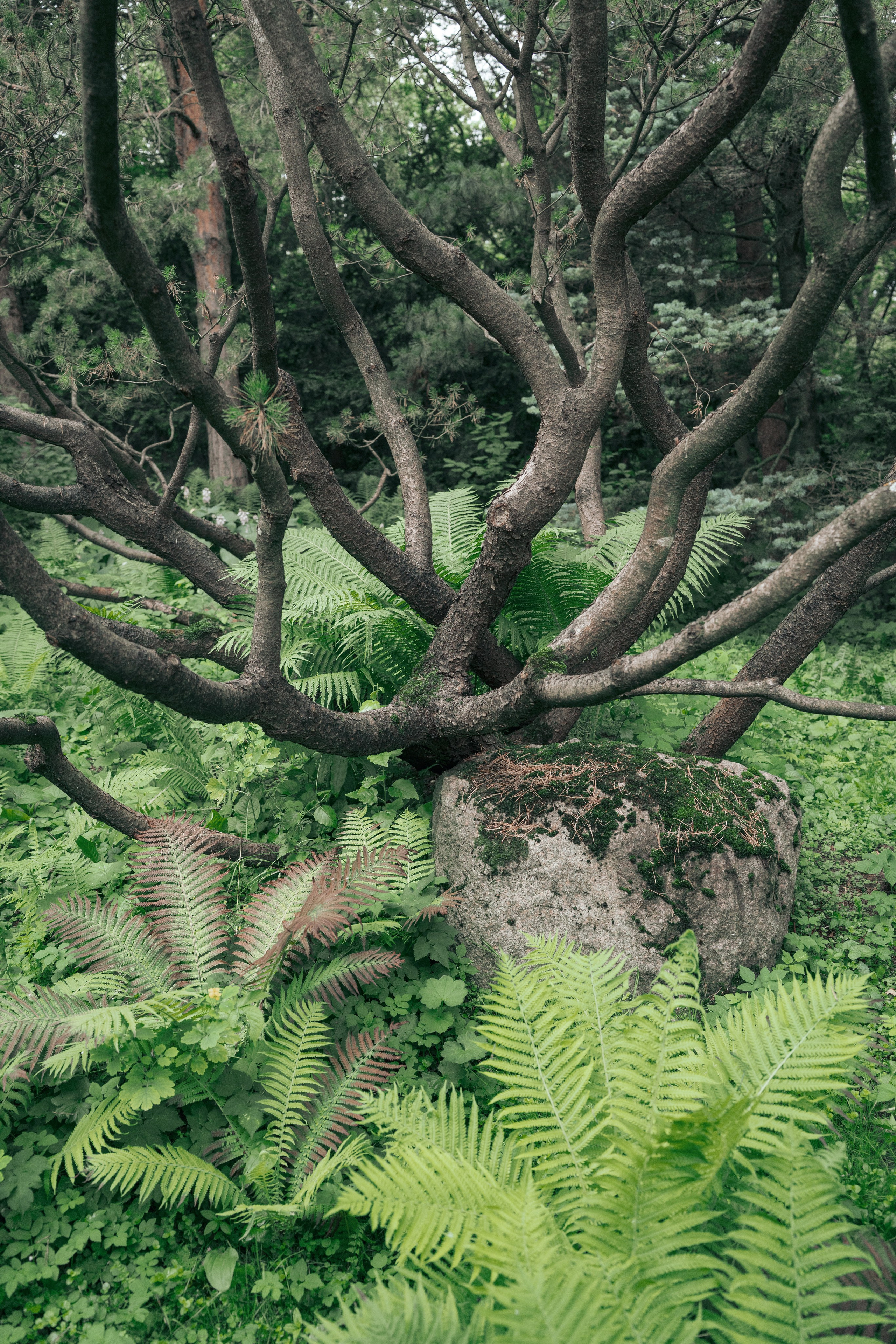 JAPANESE GARDEN. Anne Demia