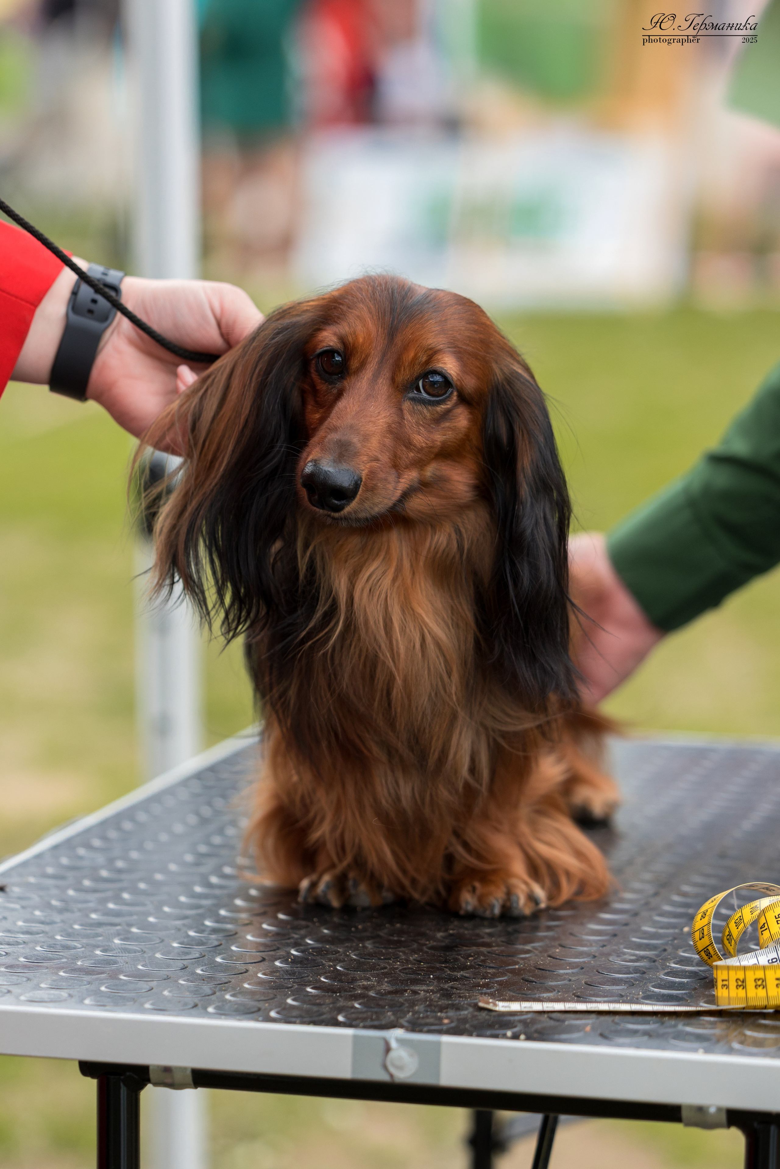 Суздаль(Владимир)17-18.05.2025. Фотограф-анималист Юлия Германика