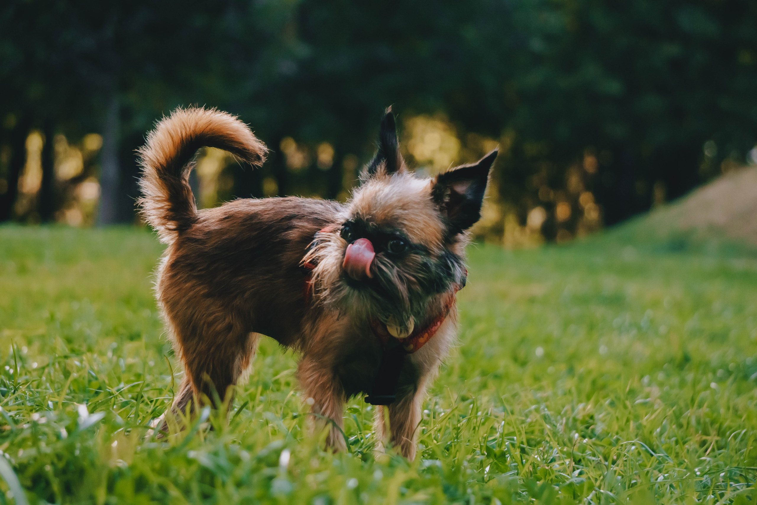 Мини-туса гриффоны и брабансоны. Фотограф-анималист Ксения Воробьева, Москва