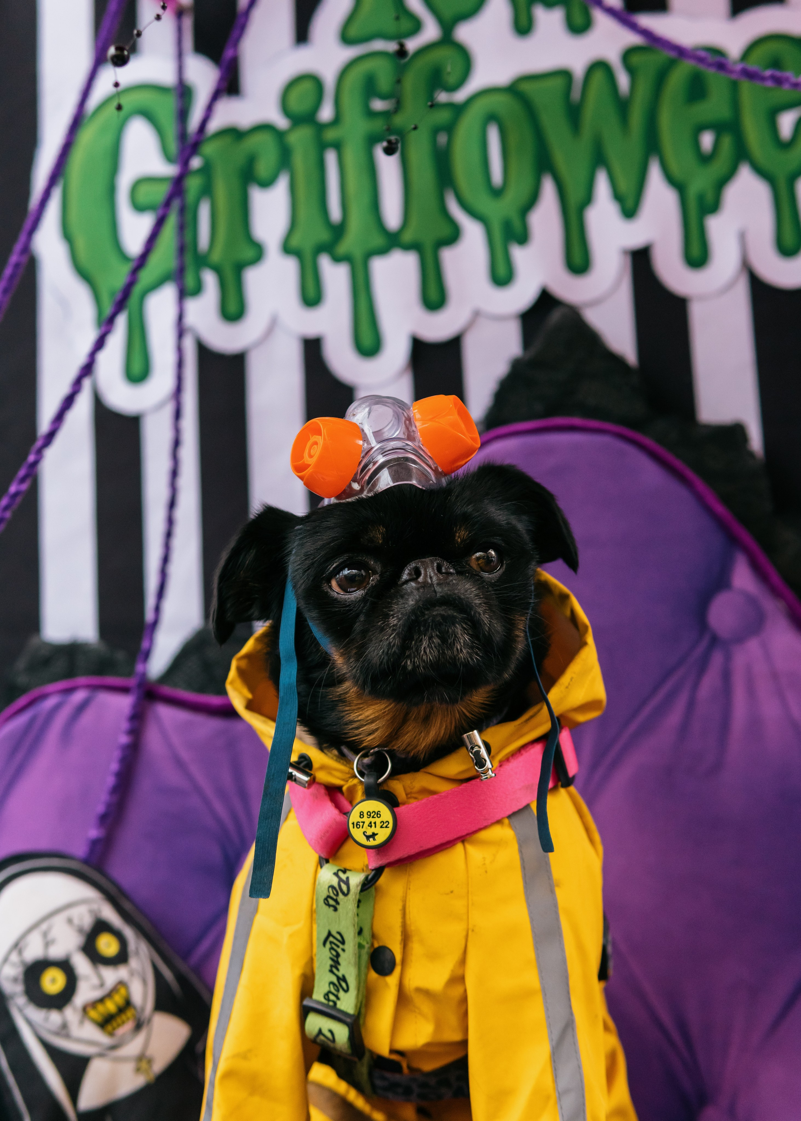 Тематическая встреча породников «Griffween». Фотограф-анималист Ксения Воробьева, Москва