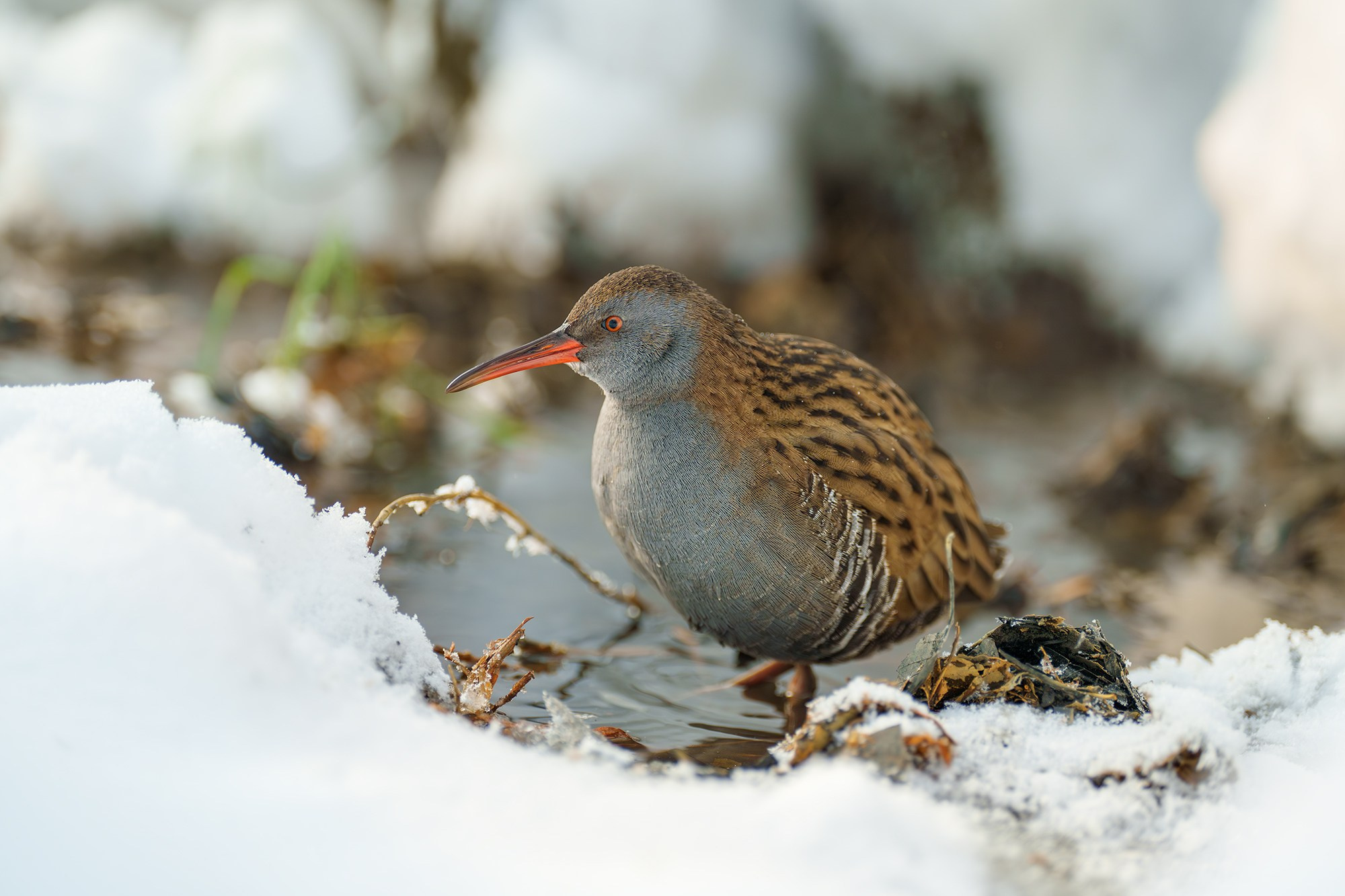 Удивительные мир птиц. Вокруг нас столько прекрасного — присмотритесь!. Ваш личный фотограф Марина Волкова