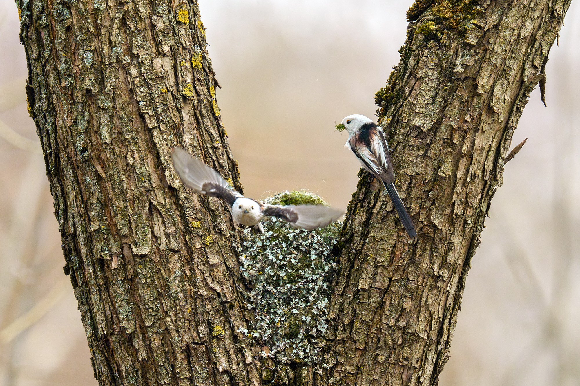 Удивительные мир птиц. Вокруг нас столько прекрасного — присмотритесь!. Ваш личный фотограф Марина Волкова
