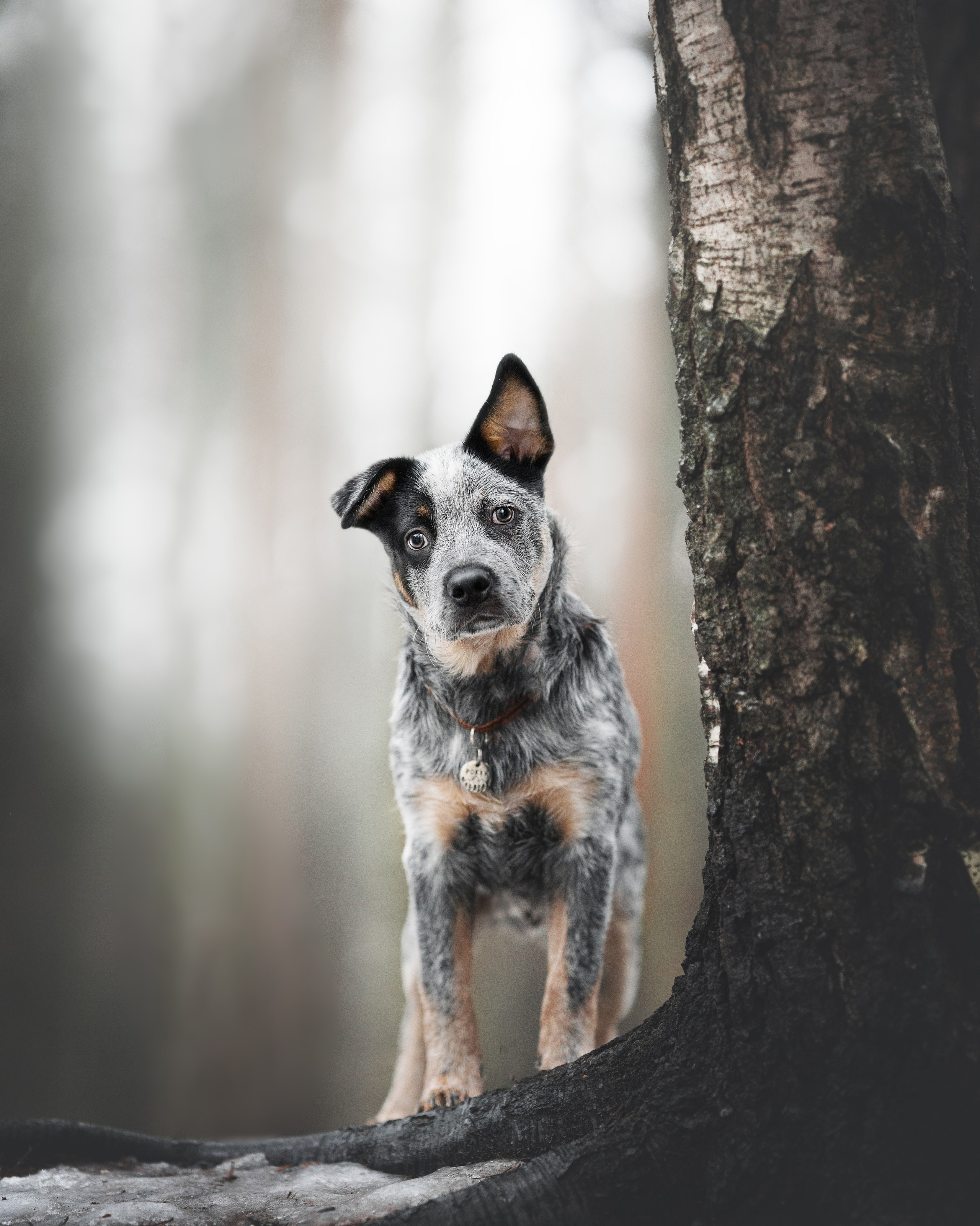 Рокки. Фотограф анималист Осипчикова Мария