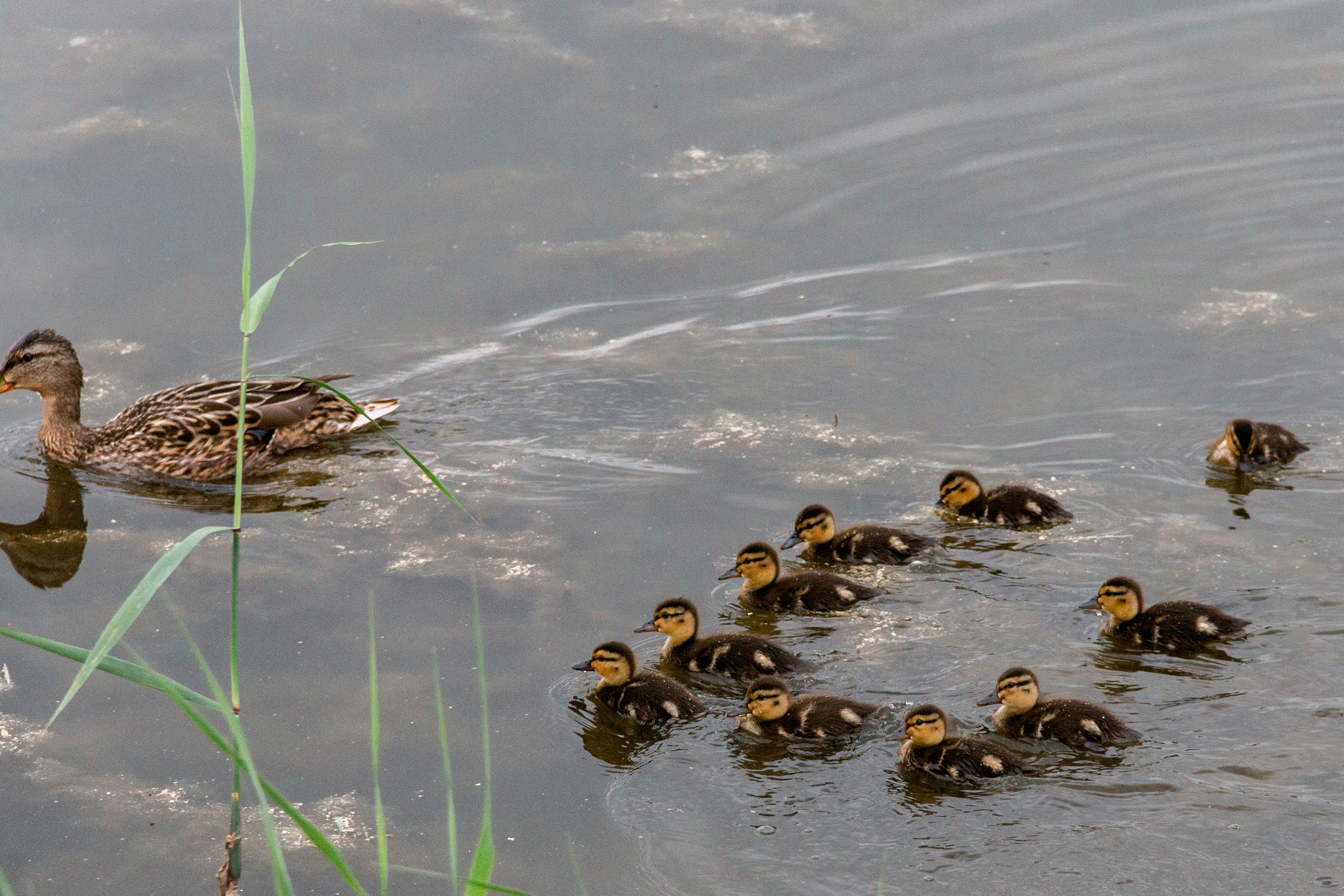 Каролина и Андрей. Семейный, Детский, Репортажный фотограф в Санкт-Петербурге Погодина Лю