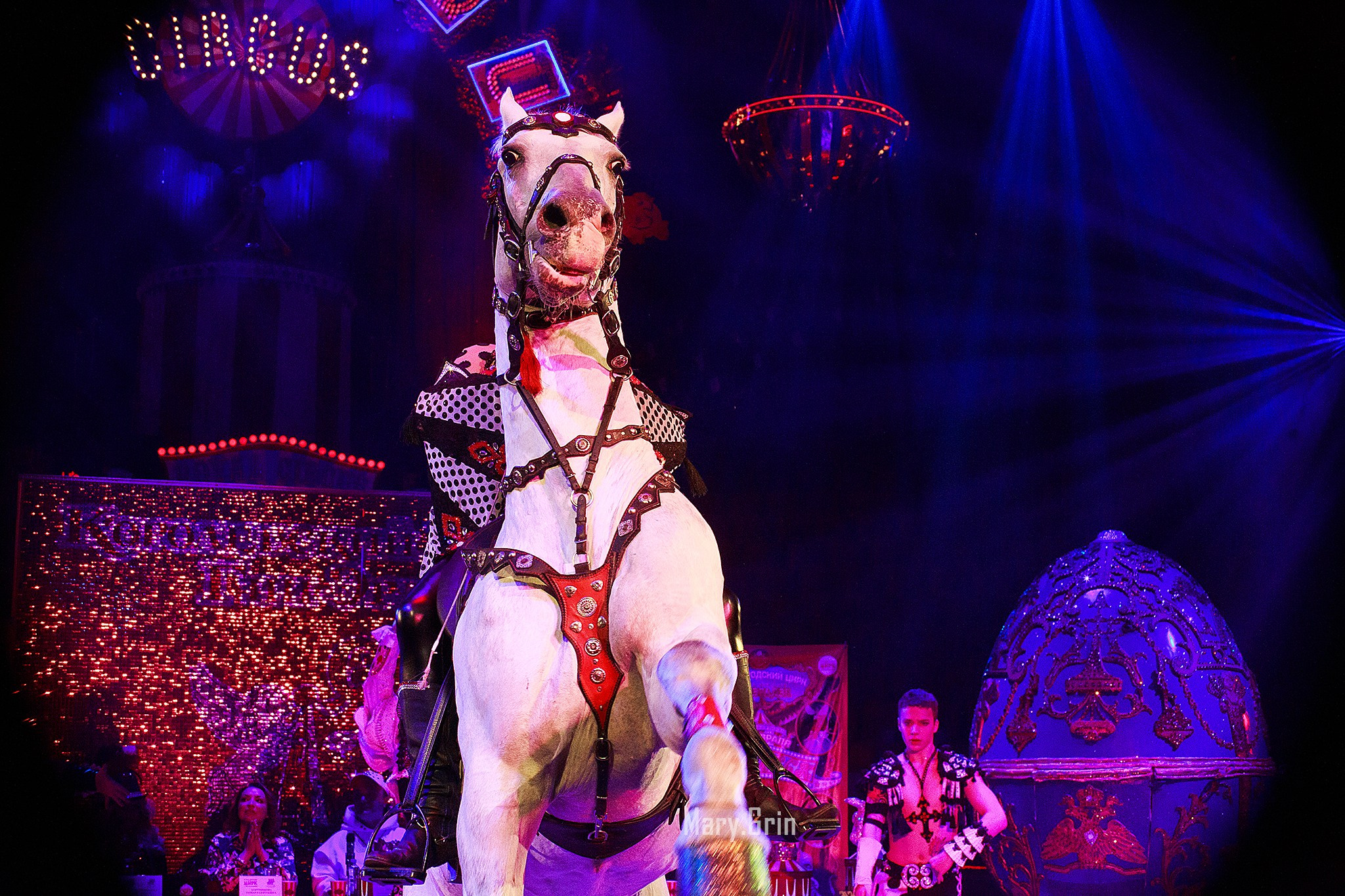 Цирк Гии Эрадзе. Детский и семейный фотограф, фотограф мероприятий Нижний Новгород