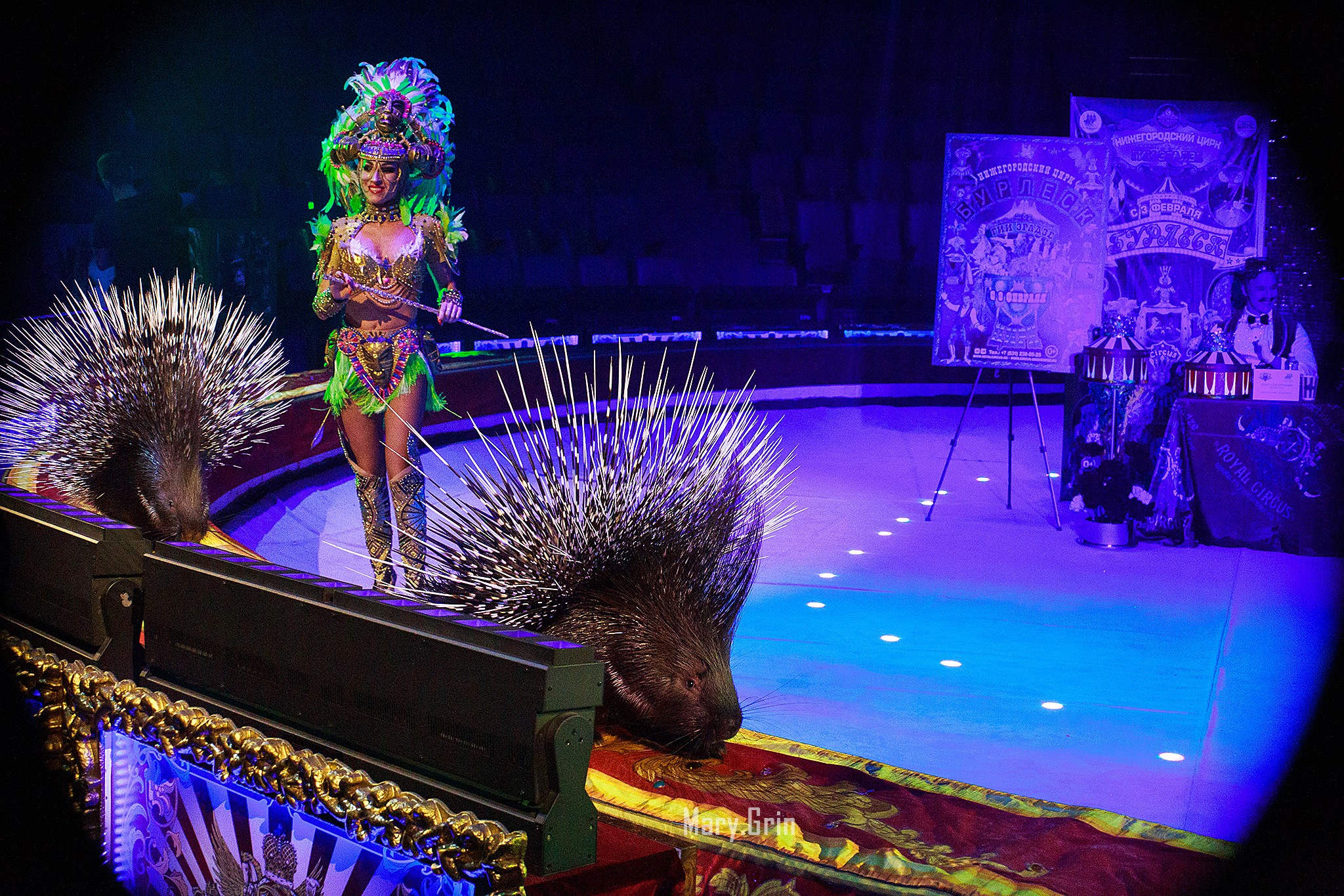 Цирк Гии Эрадзе. Детский и семейный фотограф, фотограф мероприятий Нижний Новгород