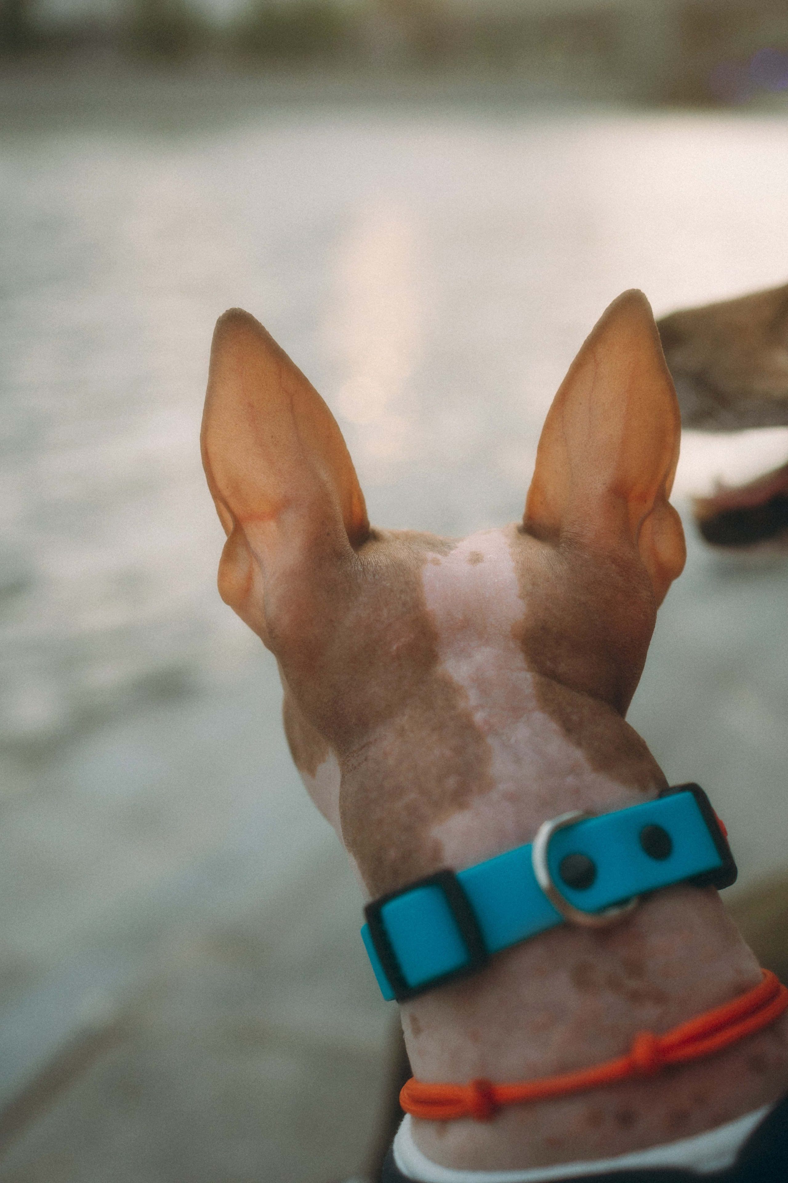 Глаша, Айрон, Ксюша и Оля. Фотограф анималист Анастасия Пикей