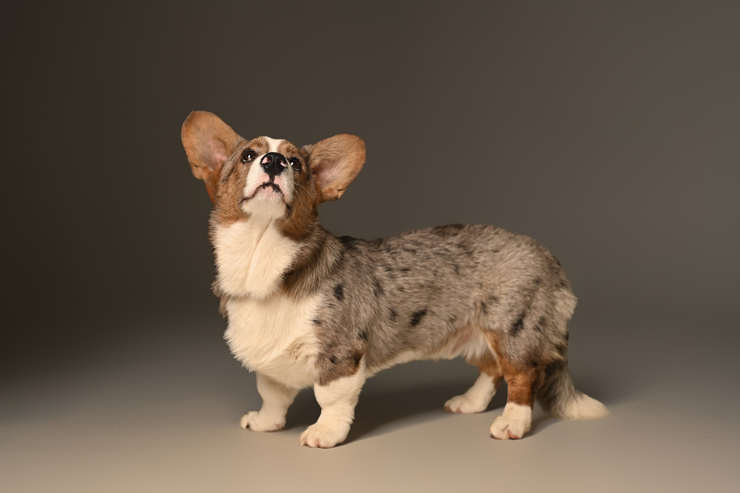 Корги. Фотограф Темрюк Анастасия Фёдорова