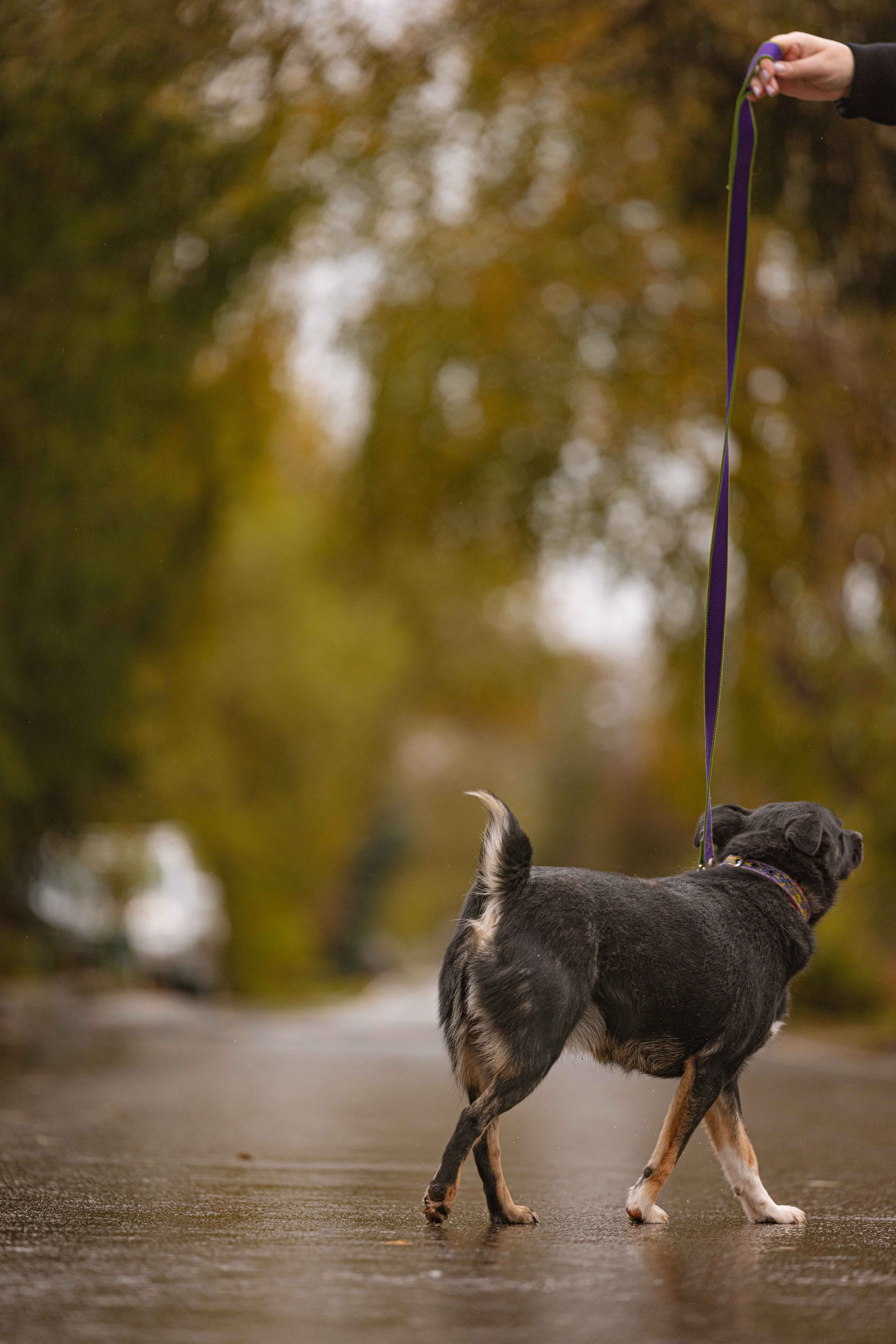 Передержка. Фотограф-анималист в Москве Лера Черноног