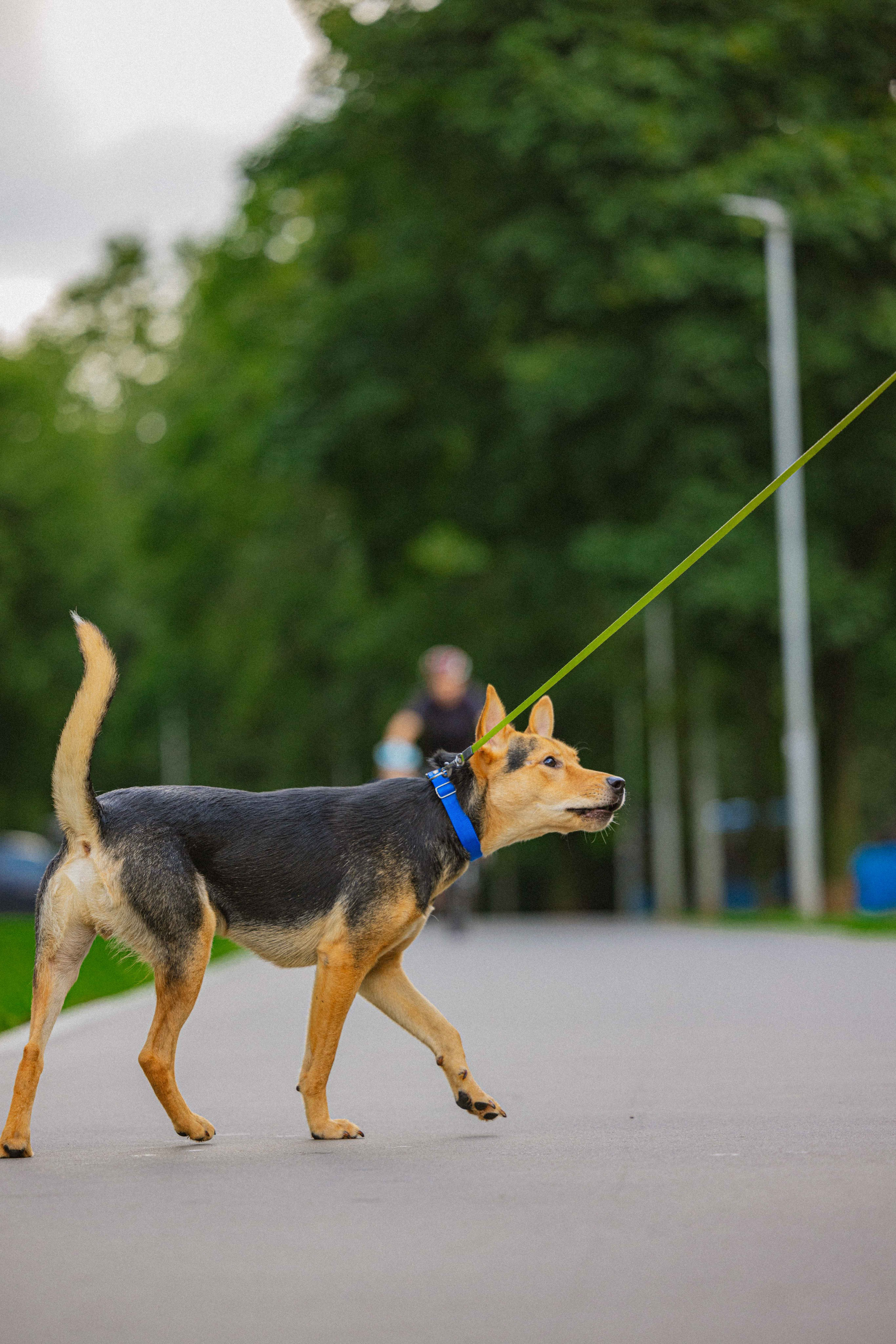 Джеки. Фотограф-анималист в Москве Лера Черноног