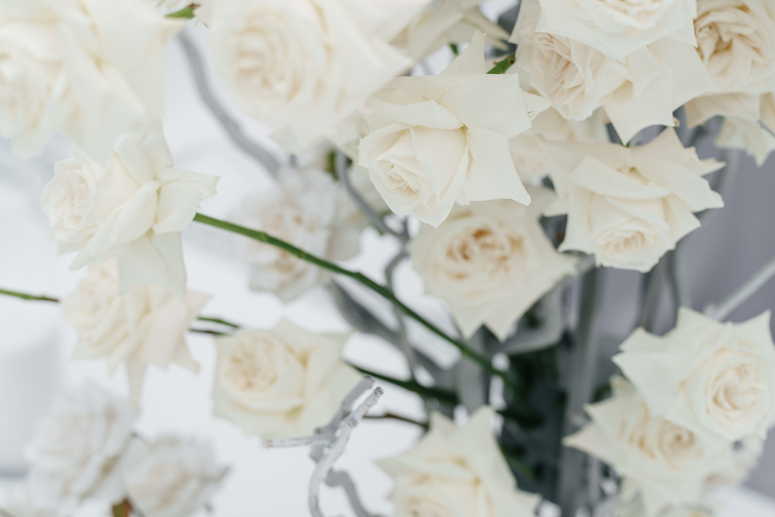 Свадьба в белом цвете. Свадебный организатор Марина Корсакова, Барнаул, Бийск, Алтайский край, Горный Алтай, Новосибирск