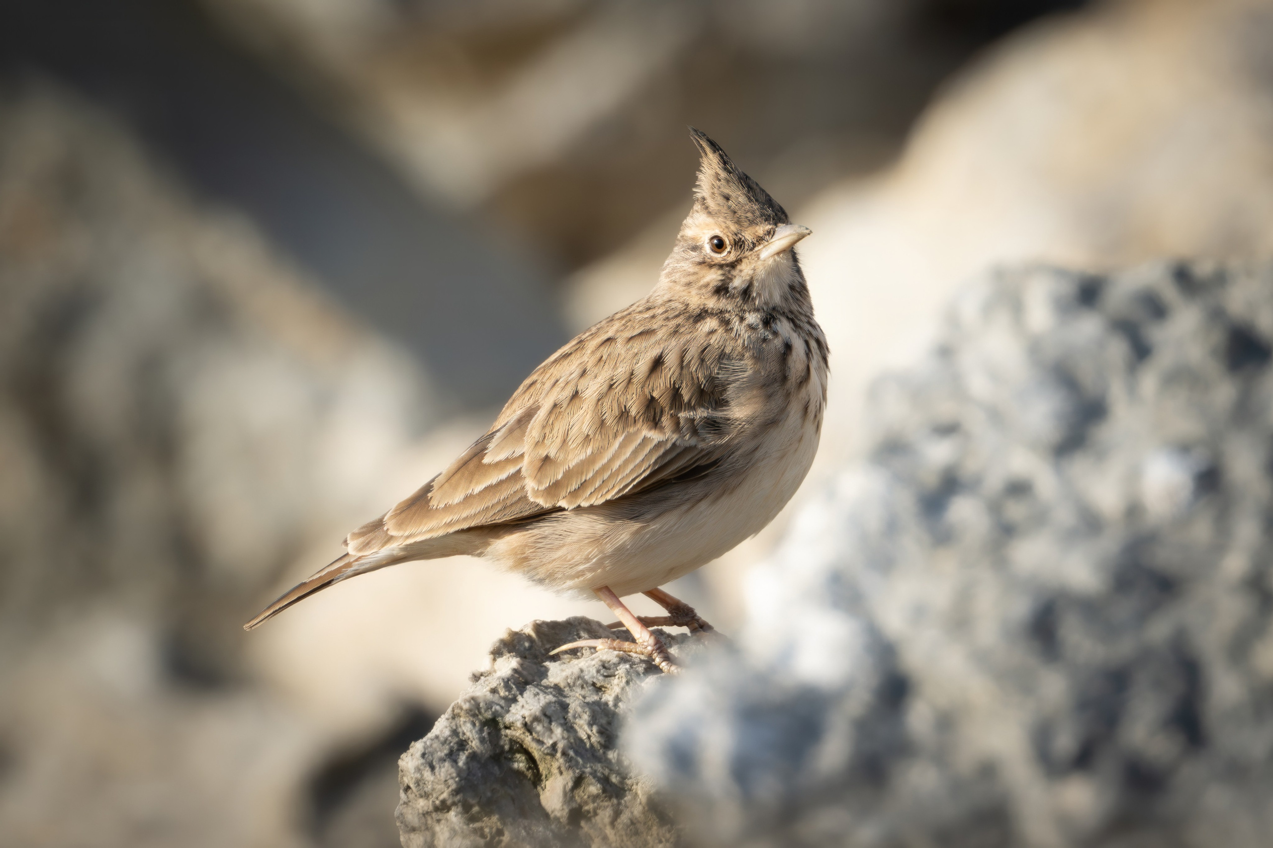 Жаворонок хохлатый (степной)