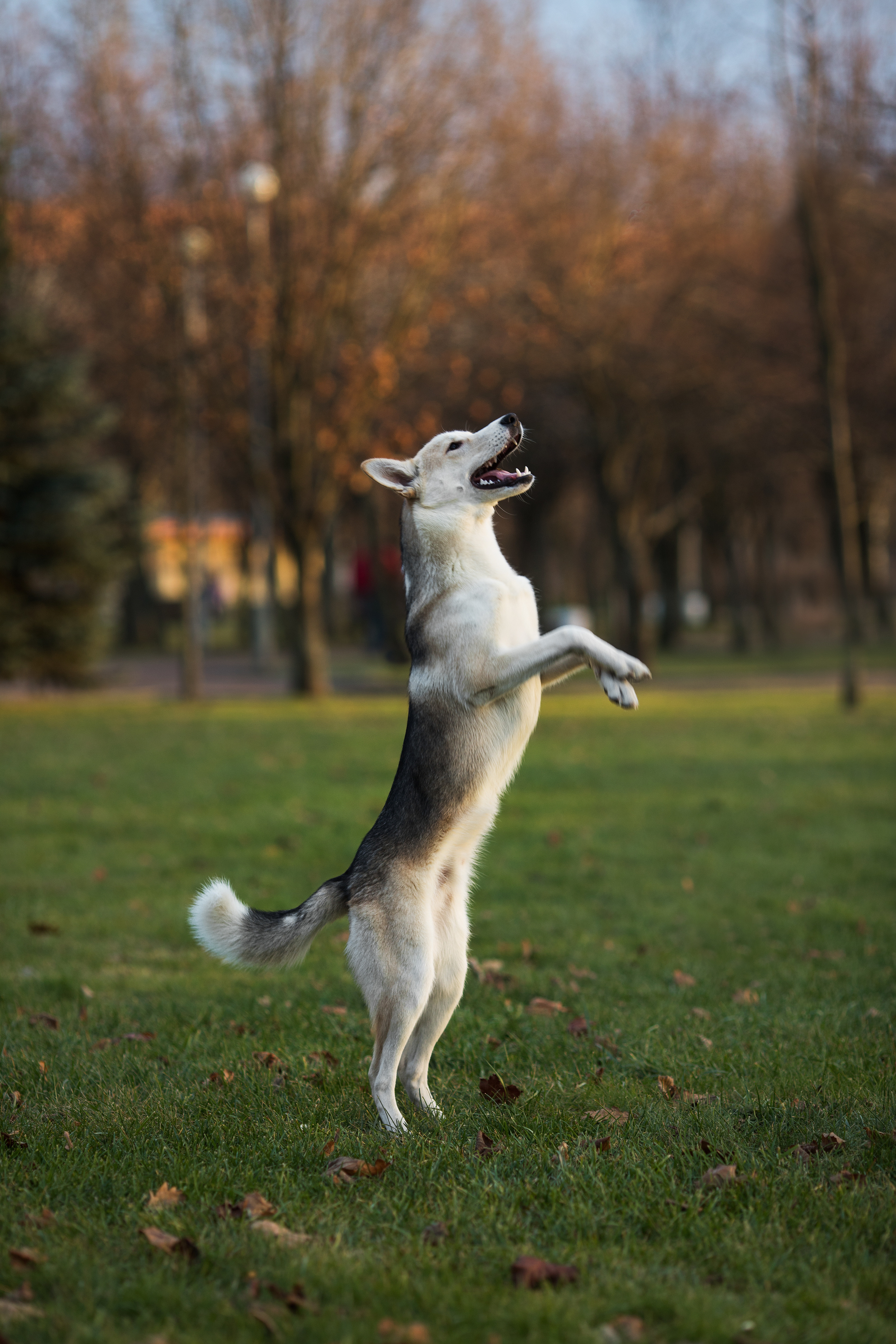 Фотосъемка собак