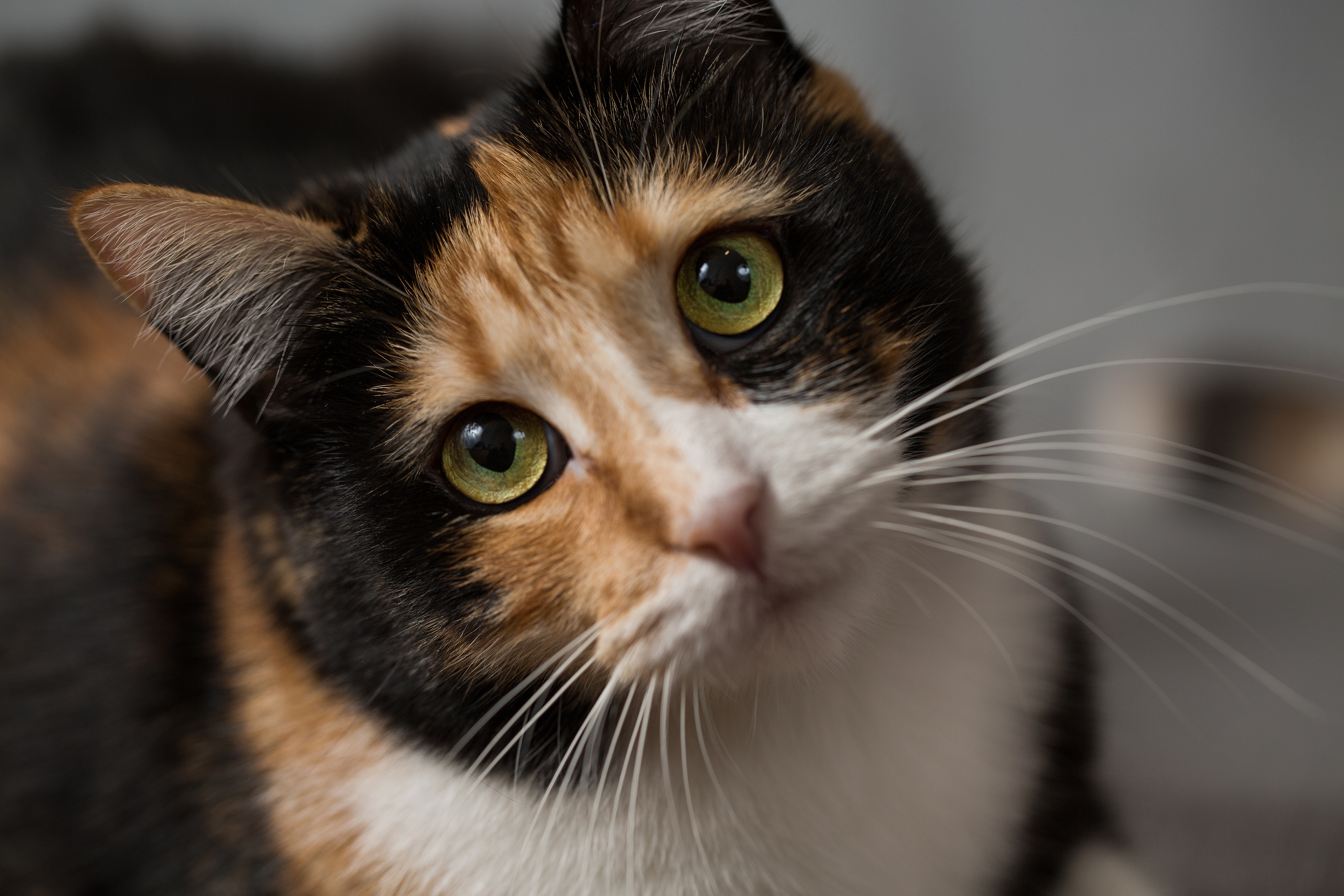 Фотограф анималист