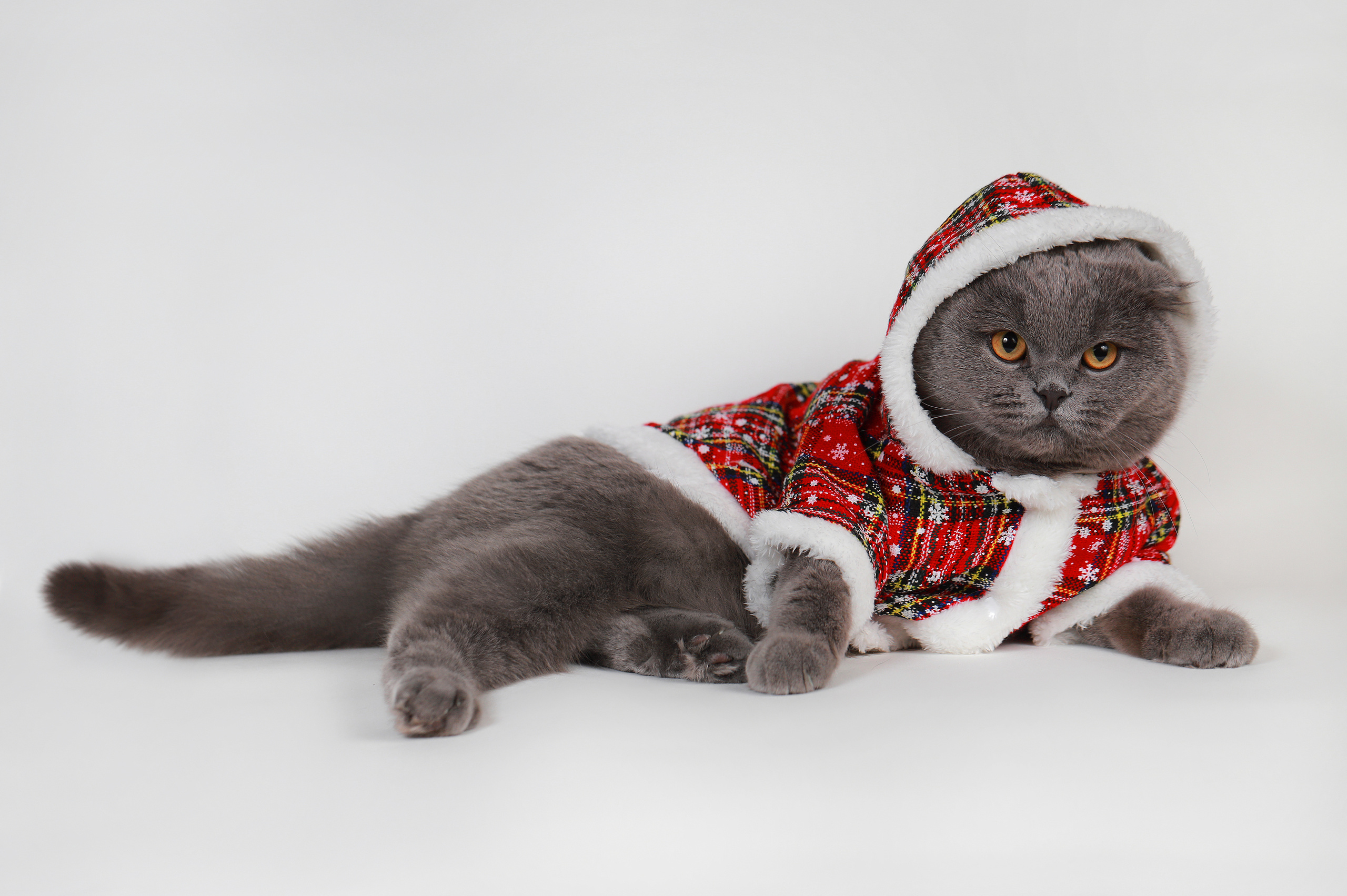 Фотограф анималист