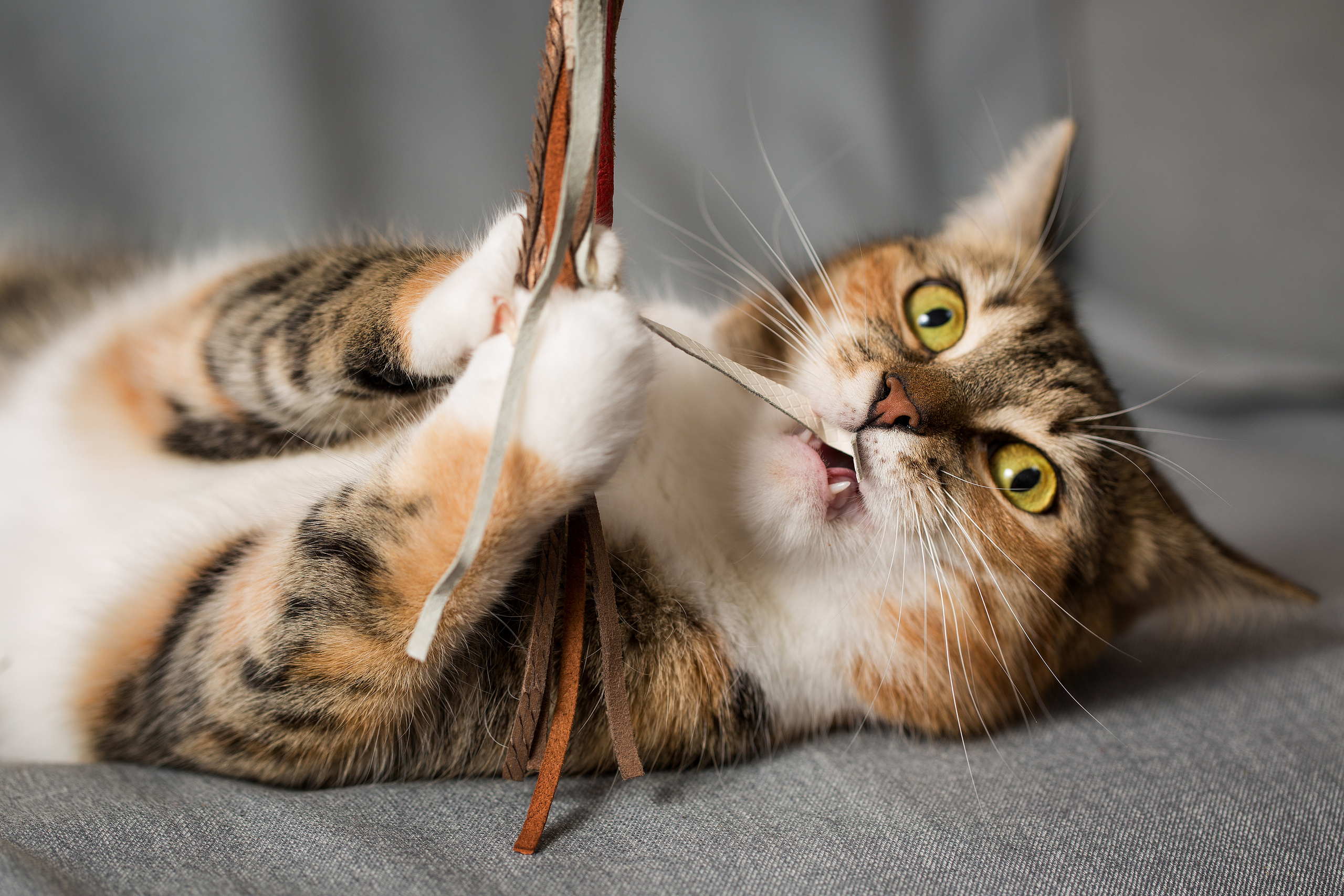 Фотосъемка кошек