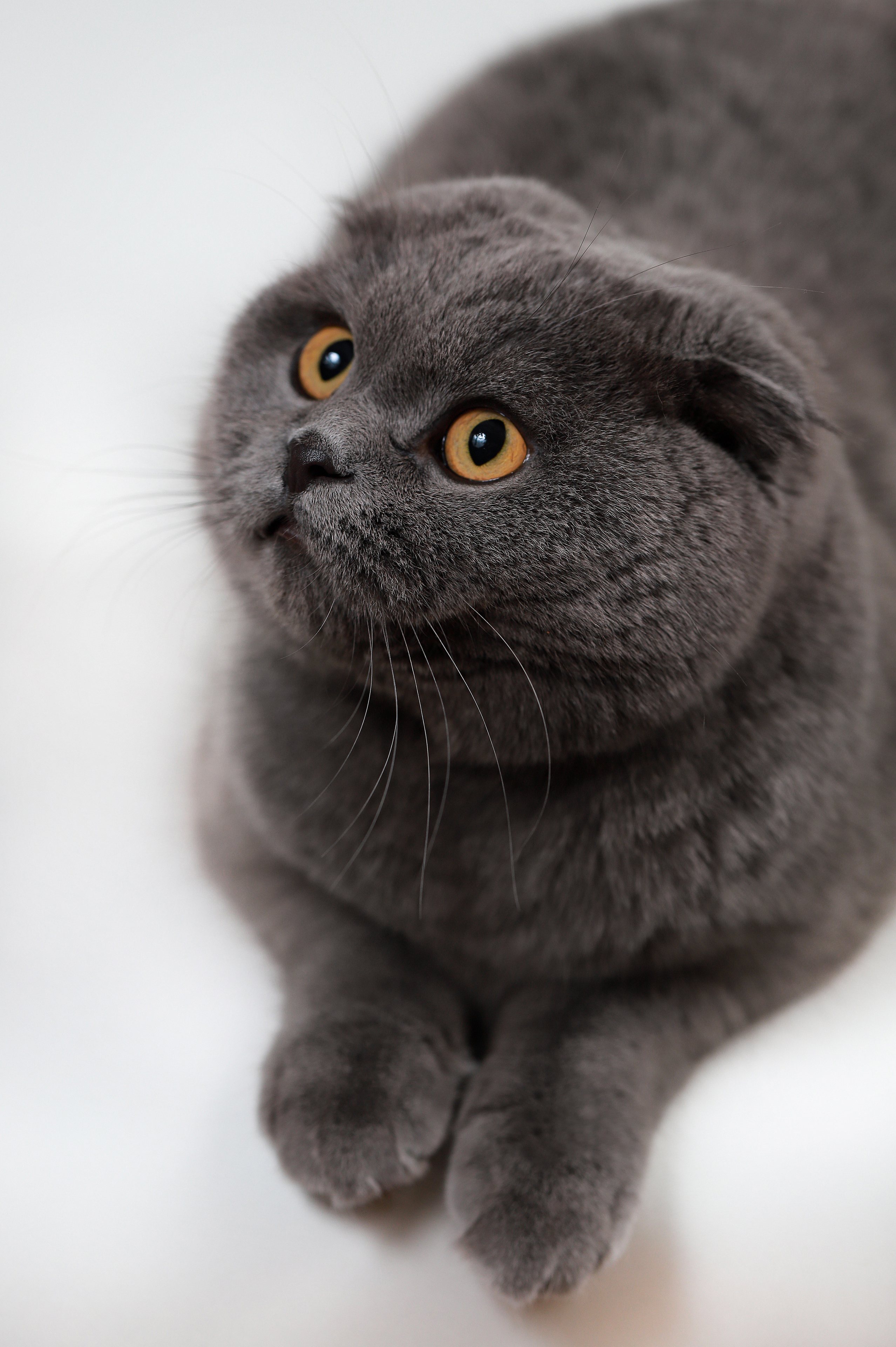 Фотосъемка кошек