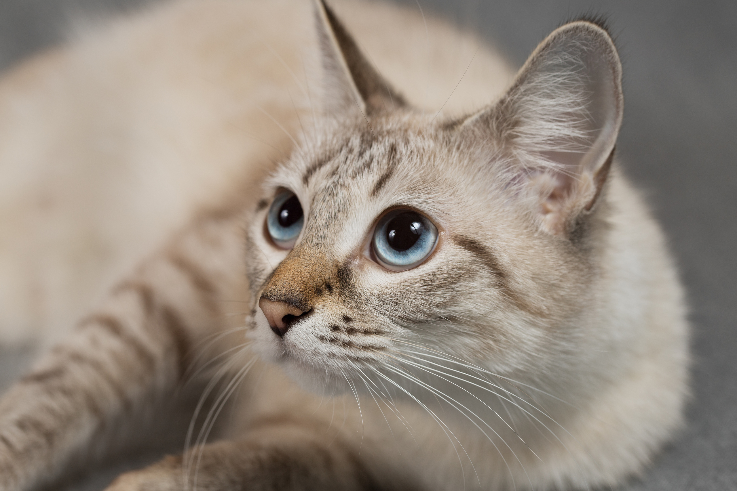 Фотосъемка кошек