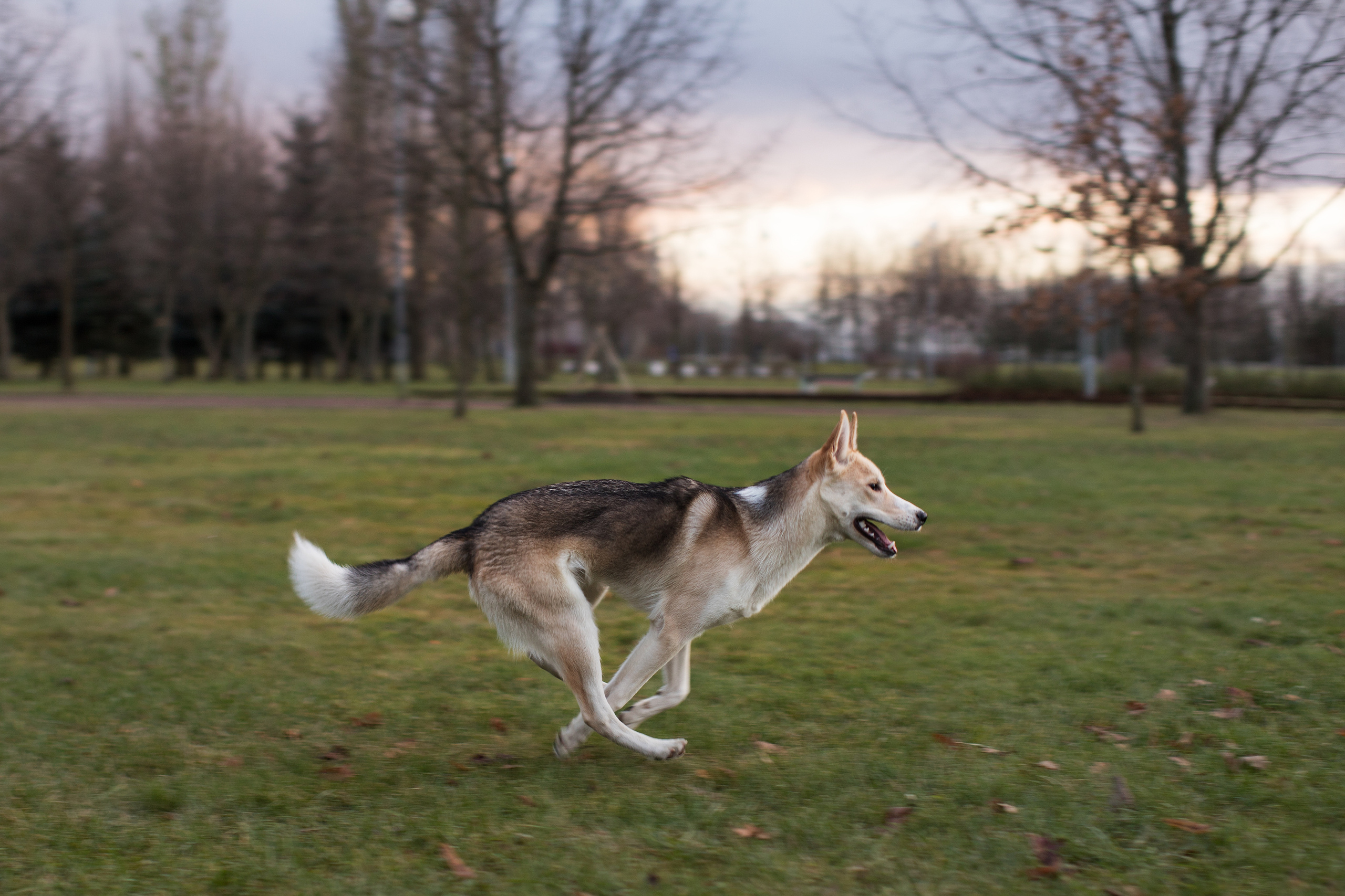 Фотосъемка животных