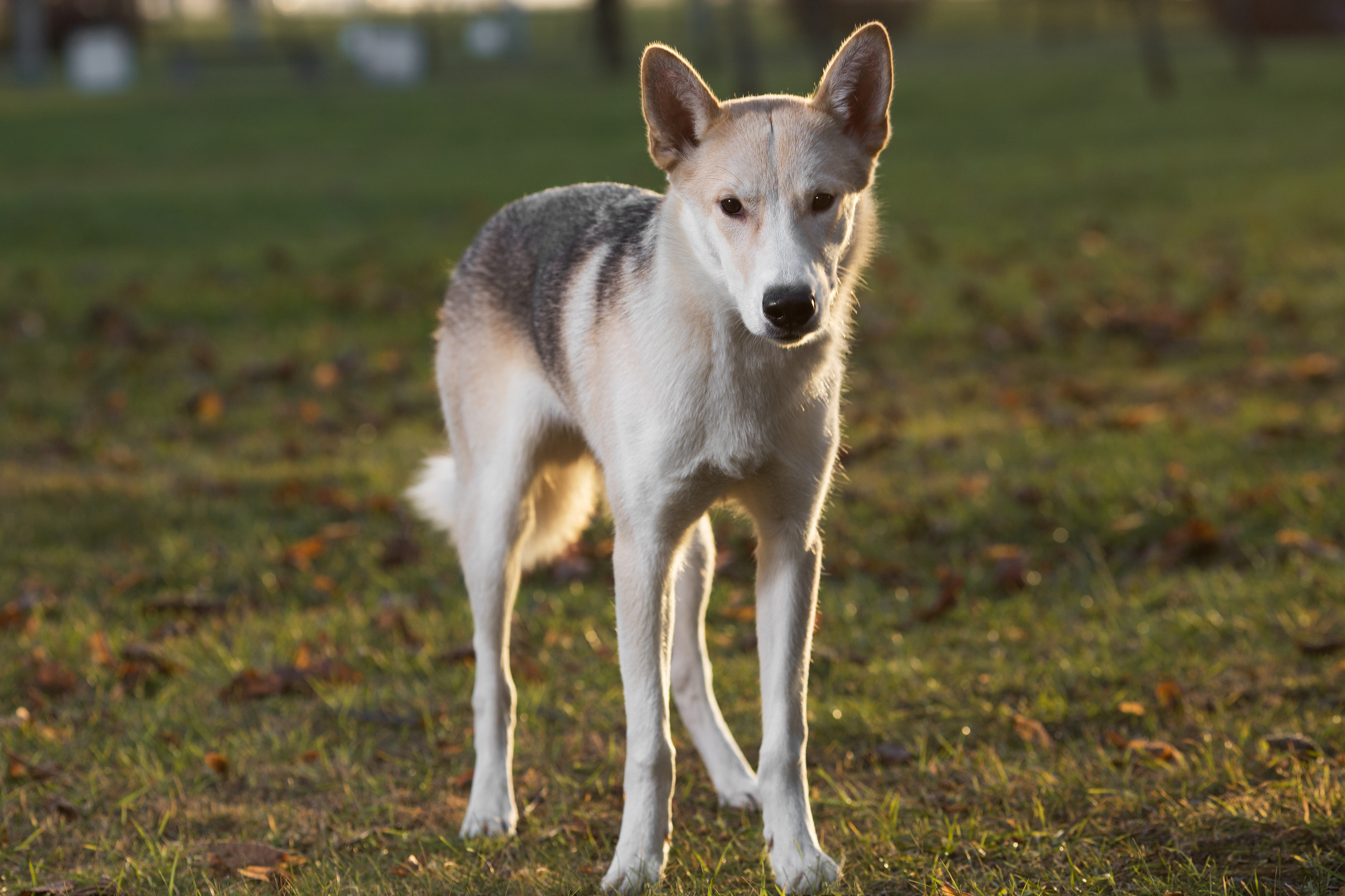Фотосъемка собак
