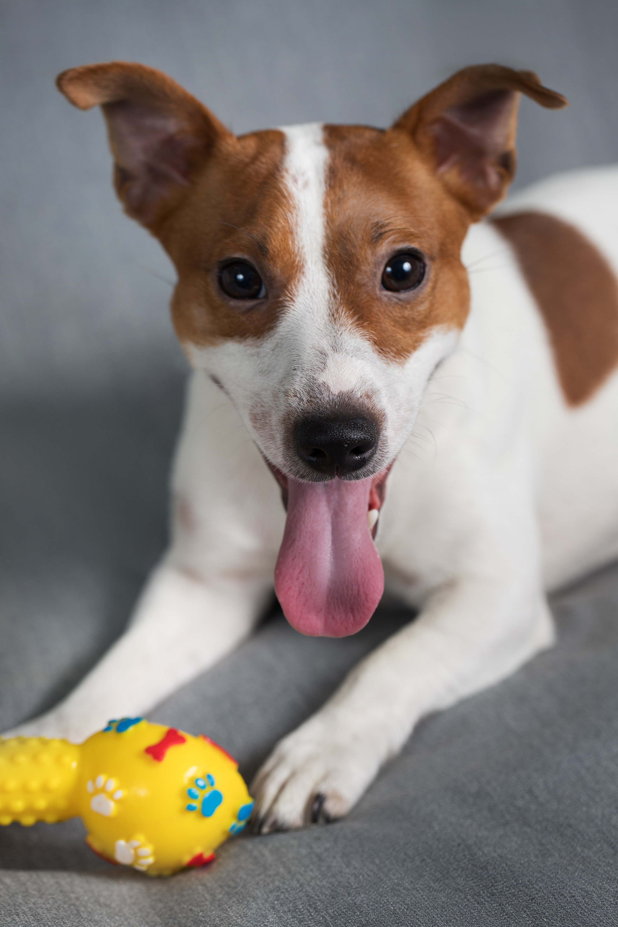 Фотосъемка собак