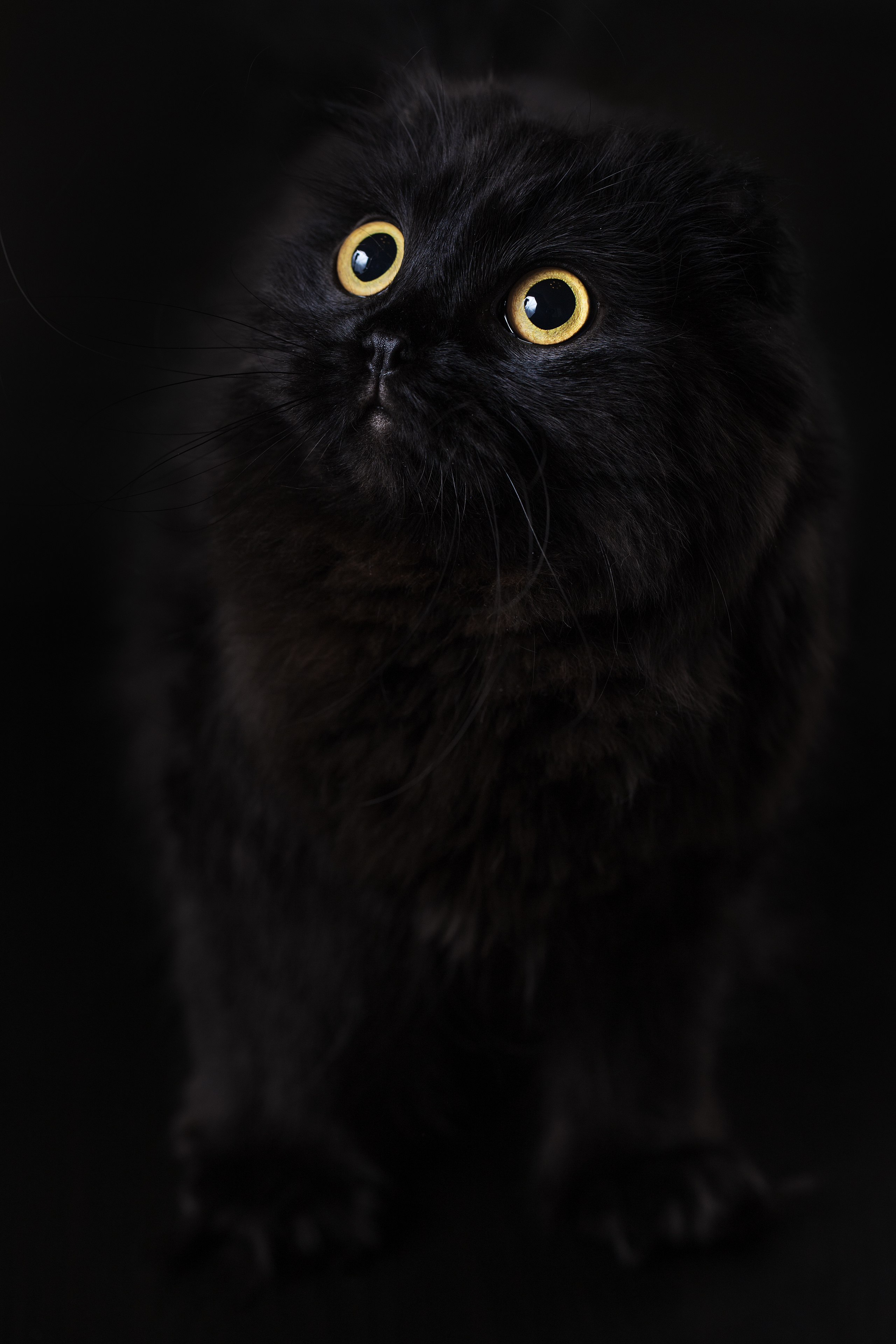 Фотограф анималист