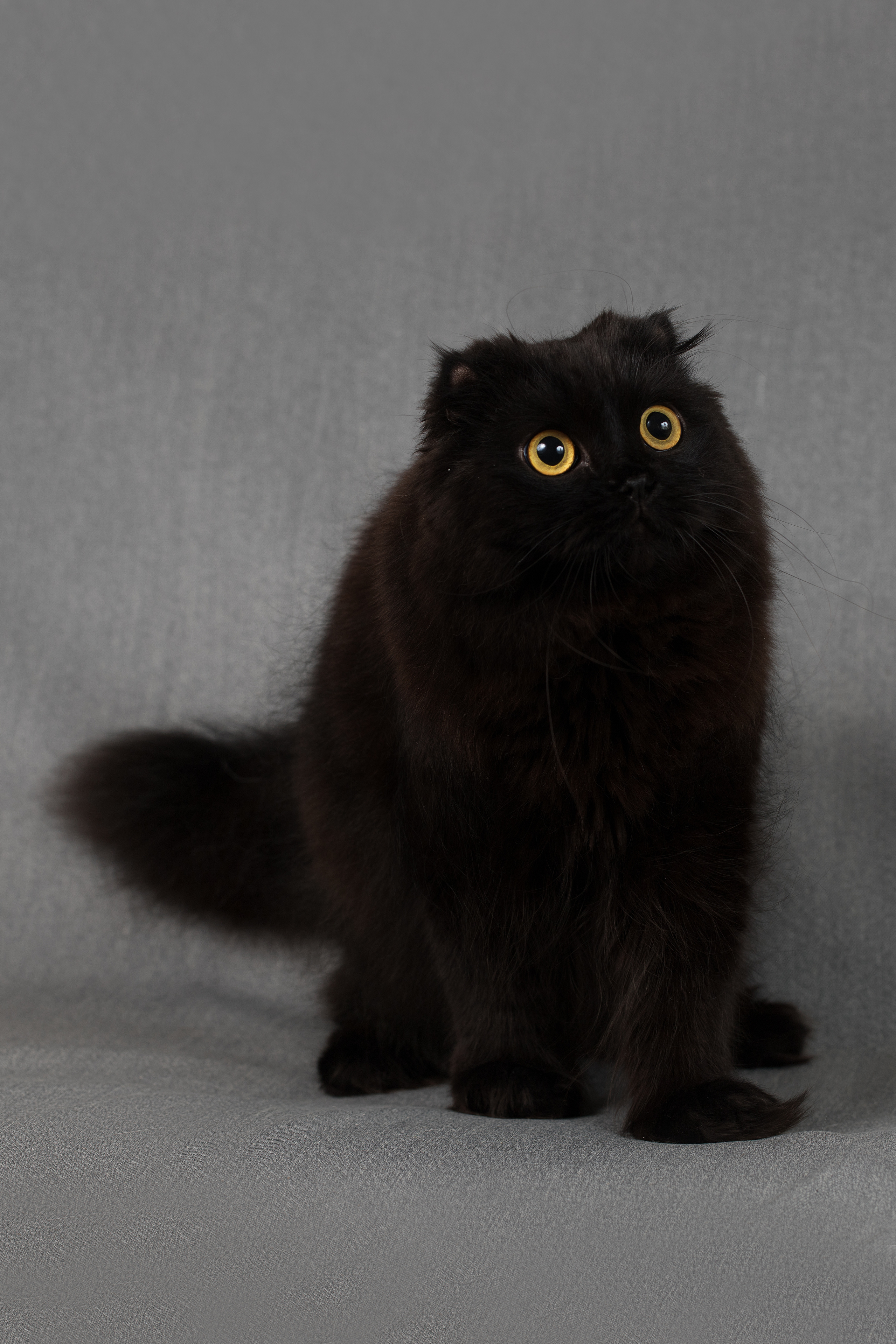 Фотосъемка кошек