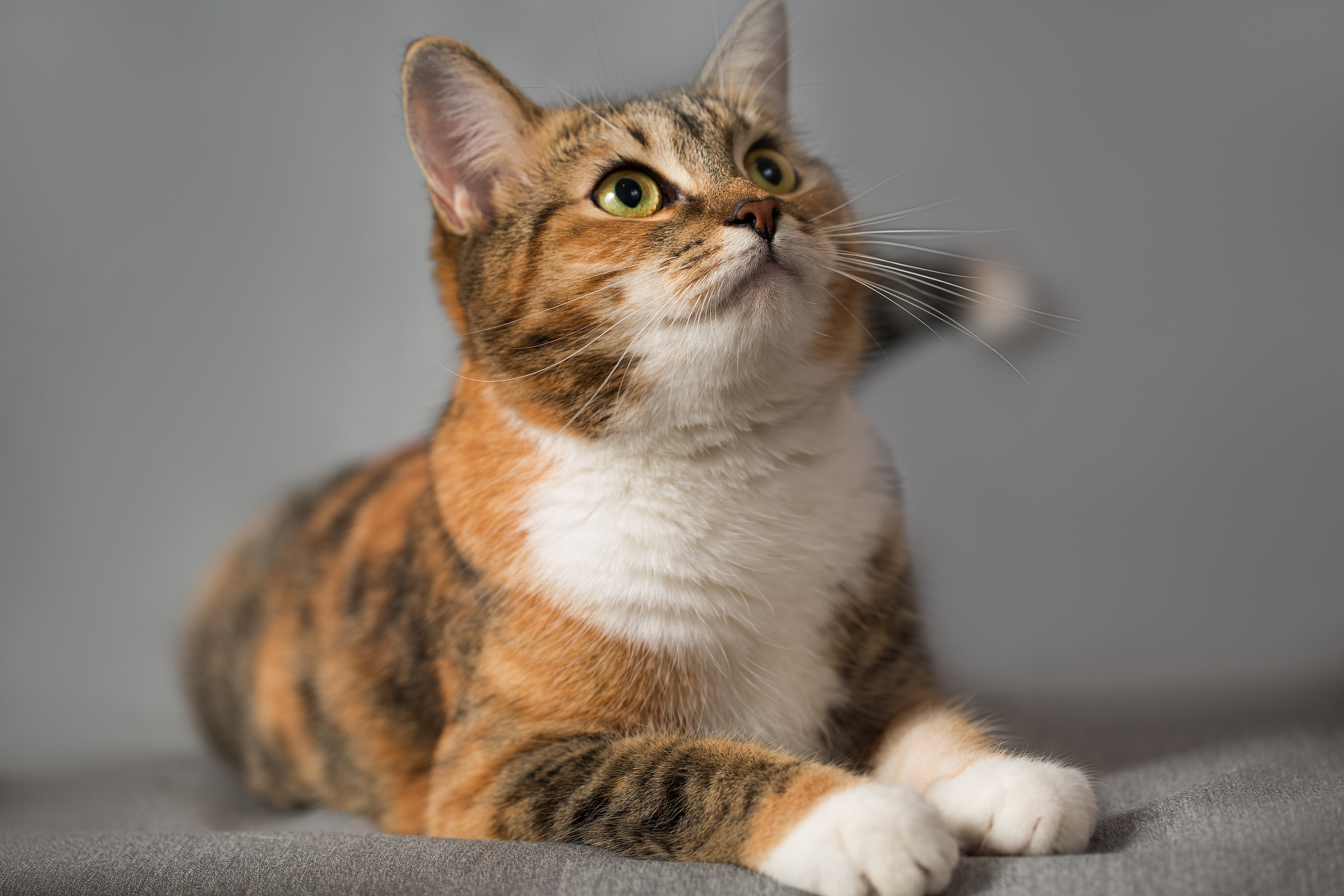 Фотосъемка животных