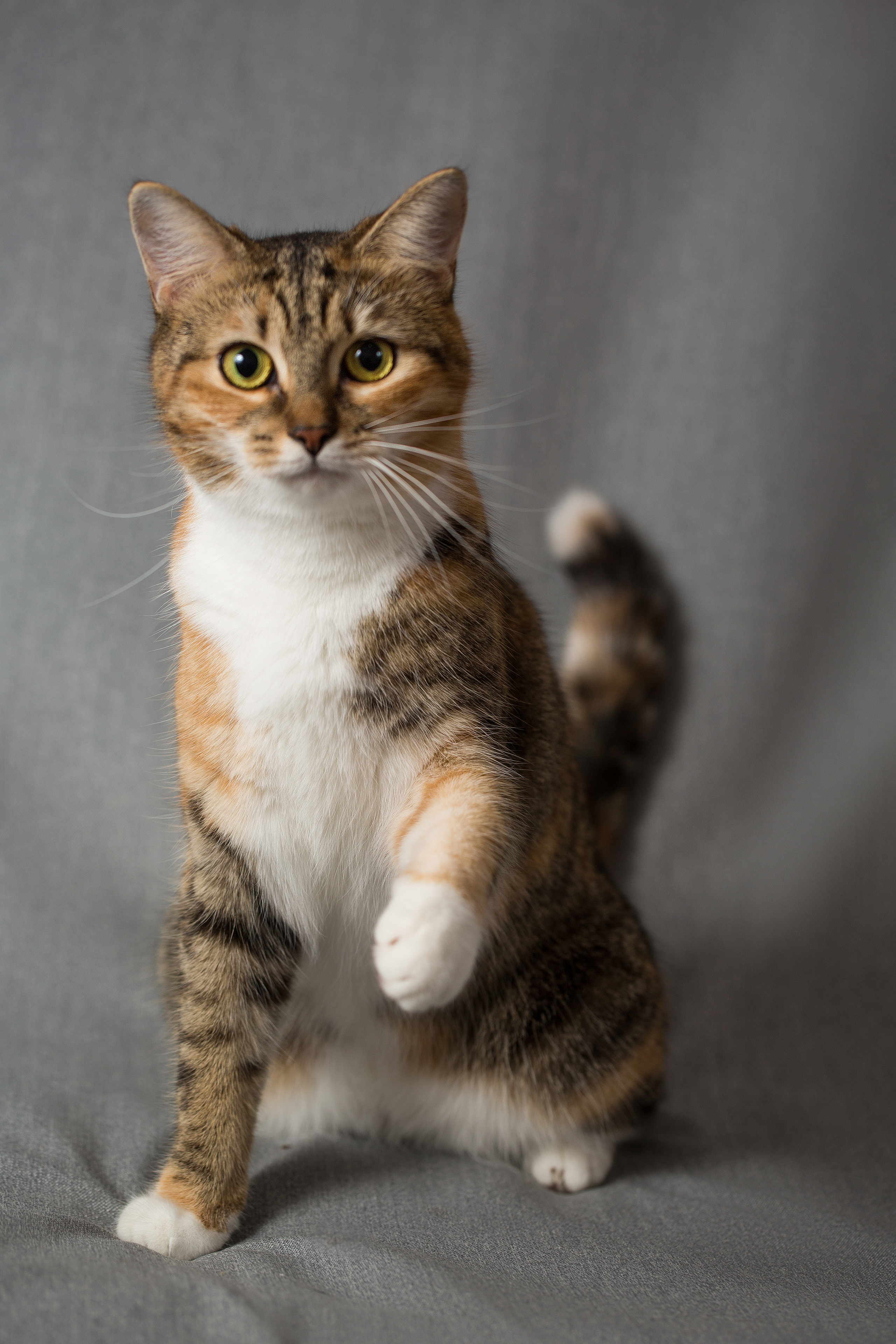 Фотосъемка животных