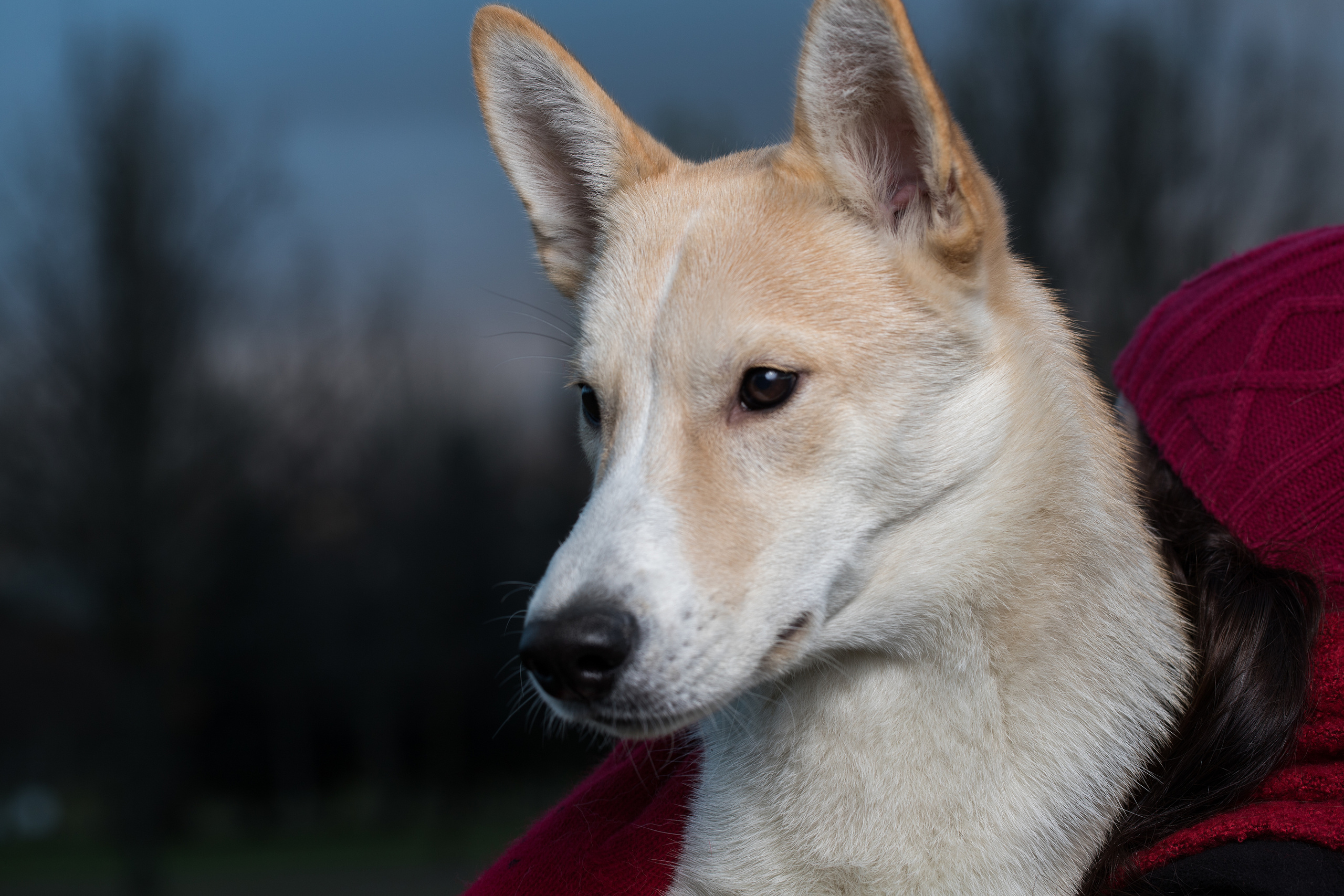 Фотосъемка животных