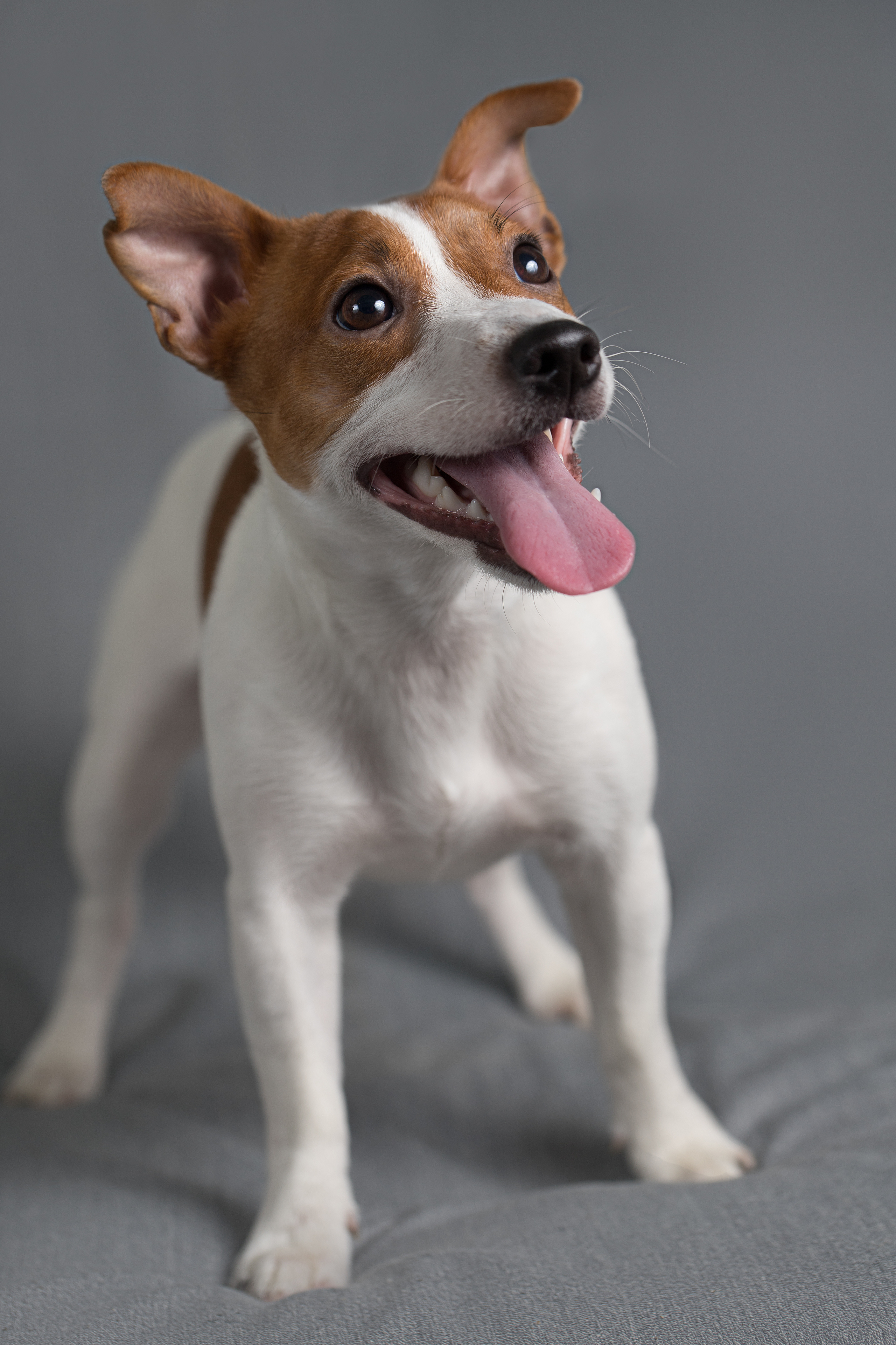 Фотосъемка собак