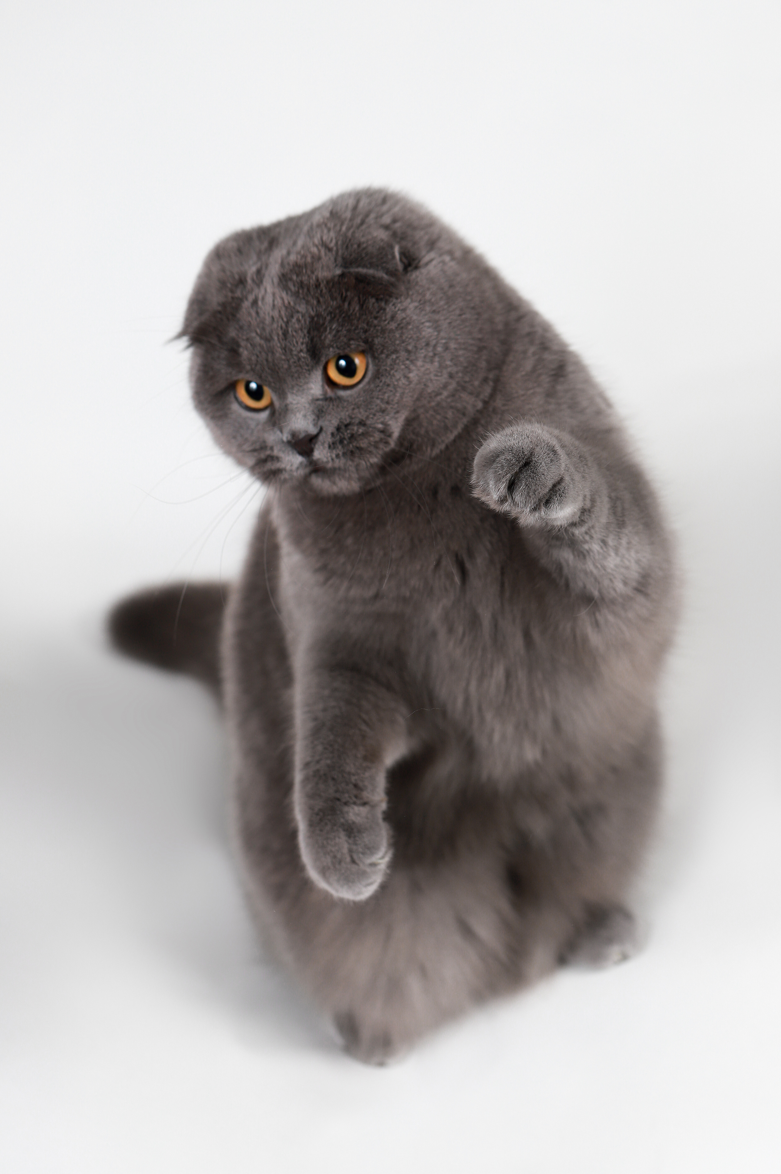 Фотосъемка животных