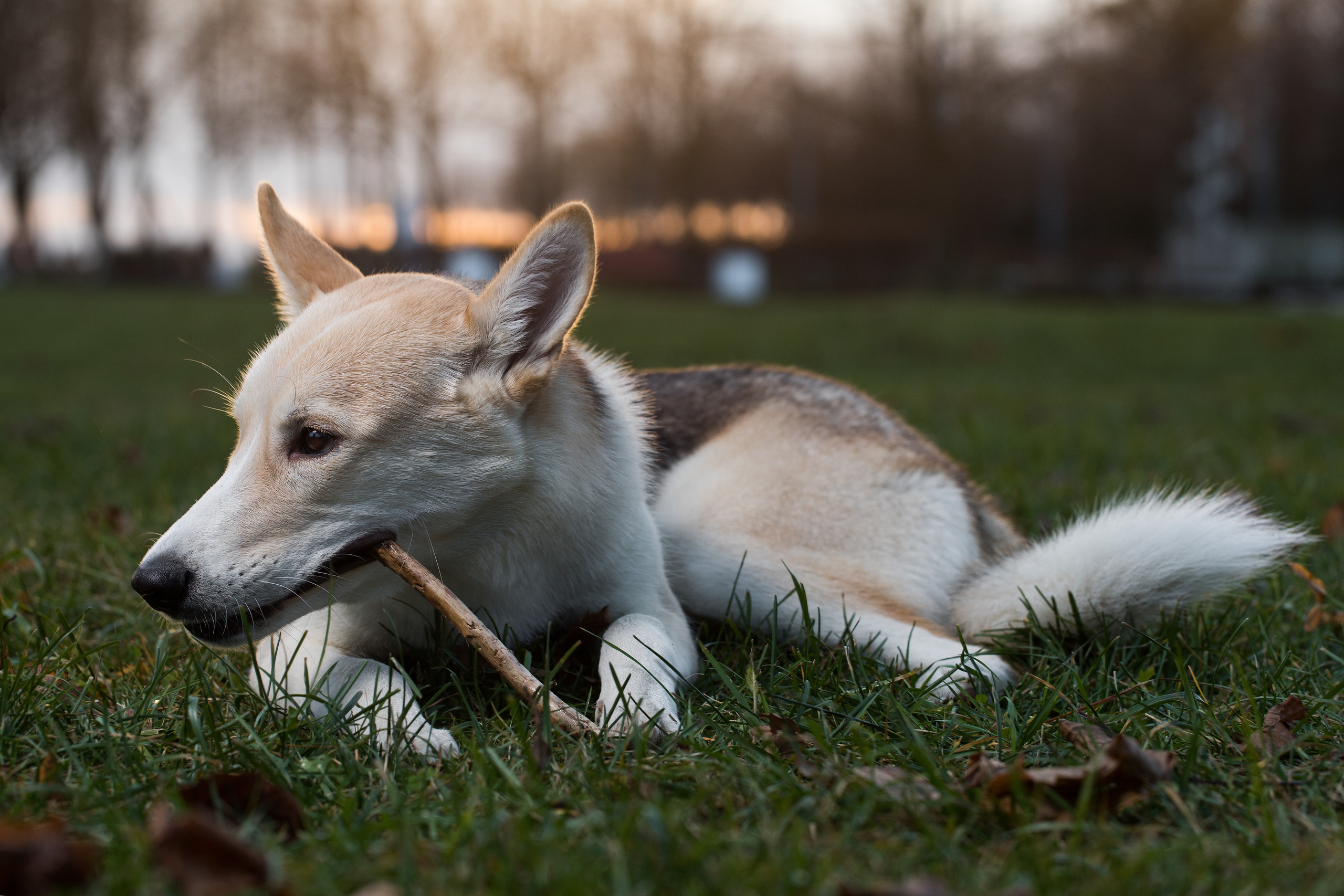 Фотосъемка собак