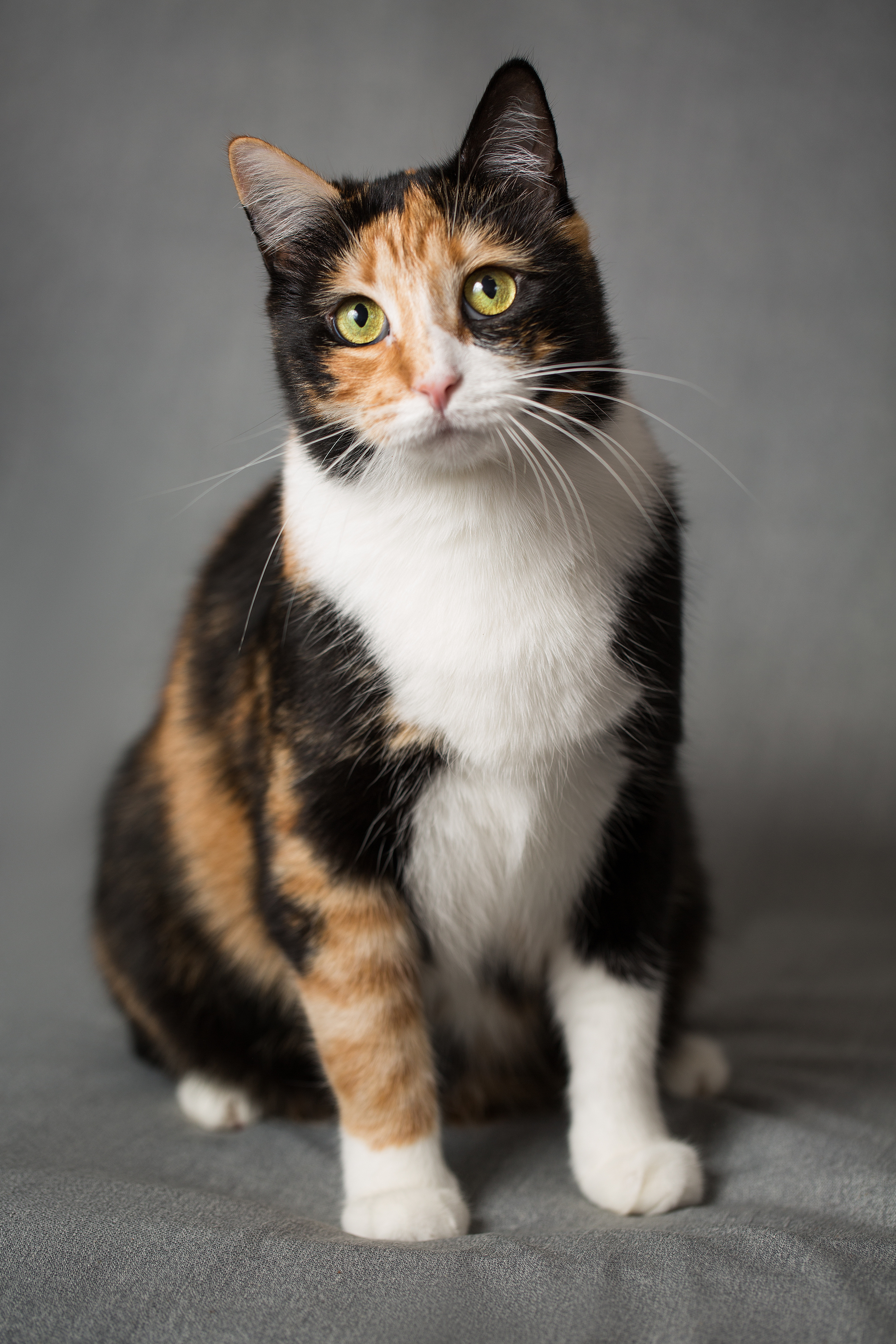 Фотосъемка животных