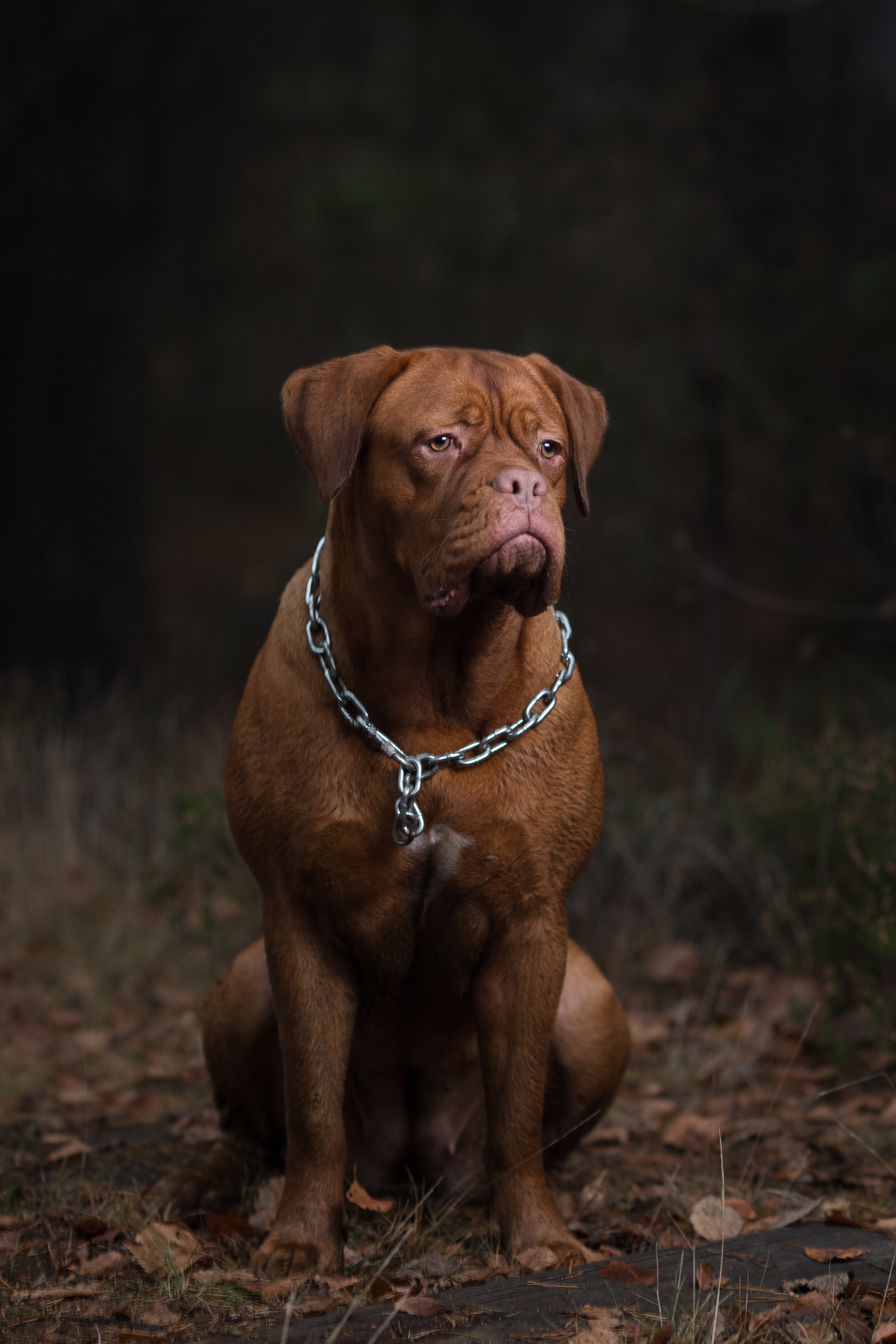 Фотограф анималист